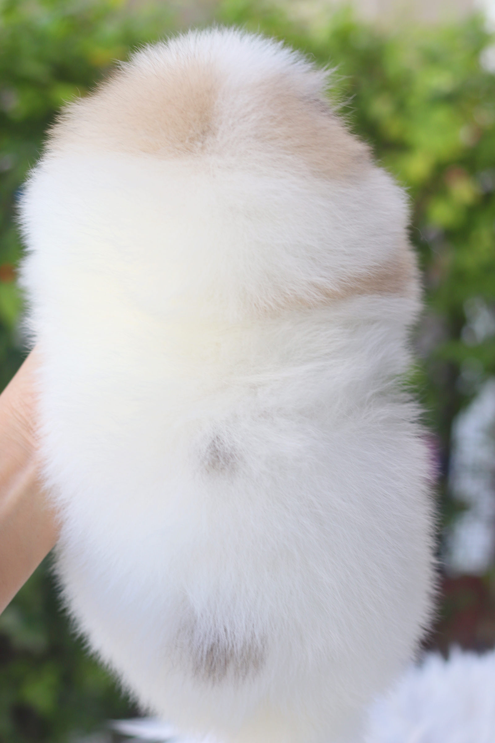 ปอมเมอเรเนียน เพศผู้สีแฟนซี