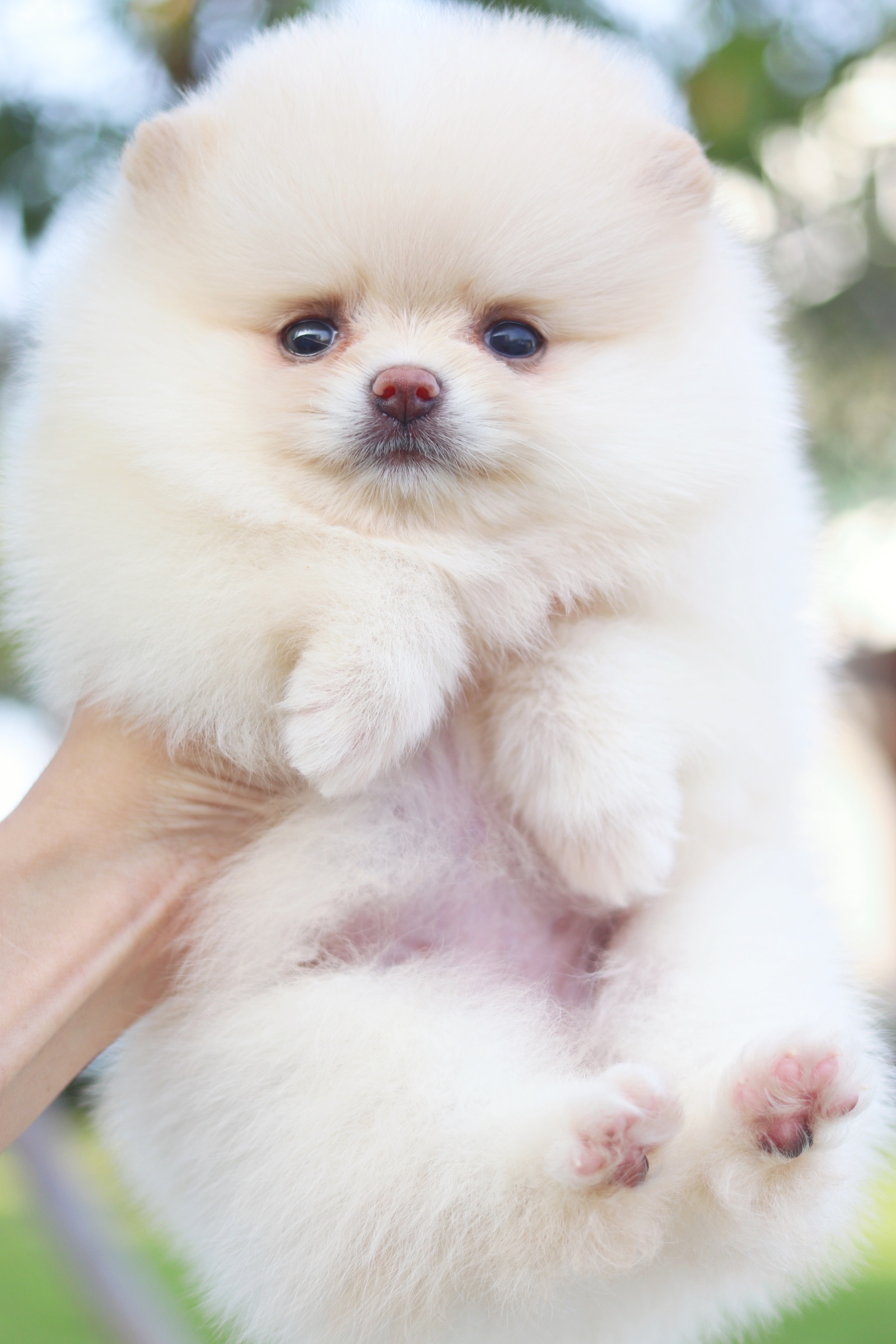 ปอมเมอเรเนียน เพศเมียสีครีม