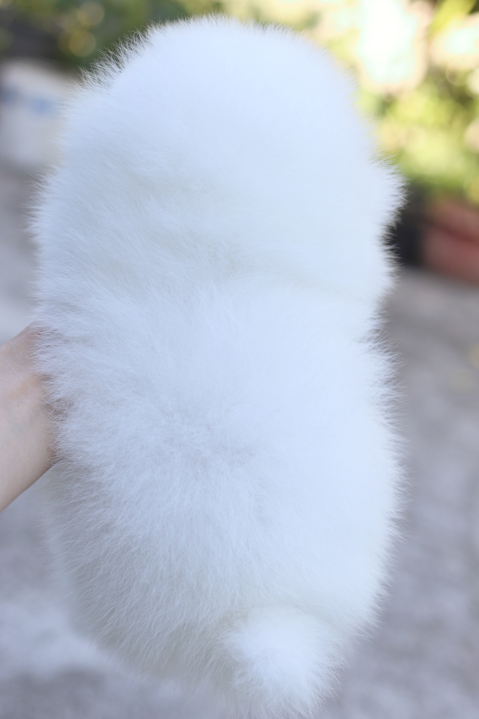 ปอมเมอเรเนียน เพศเมีย สีขาว เกรดโชว์