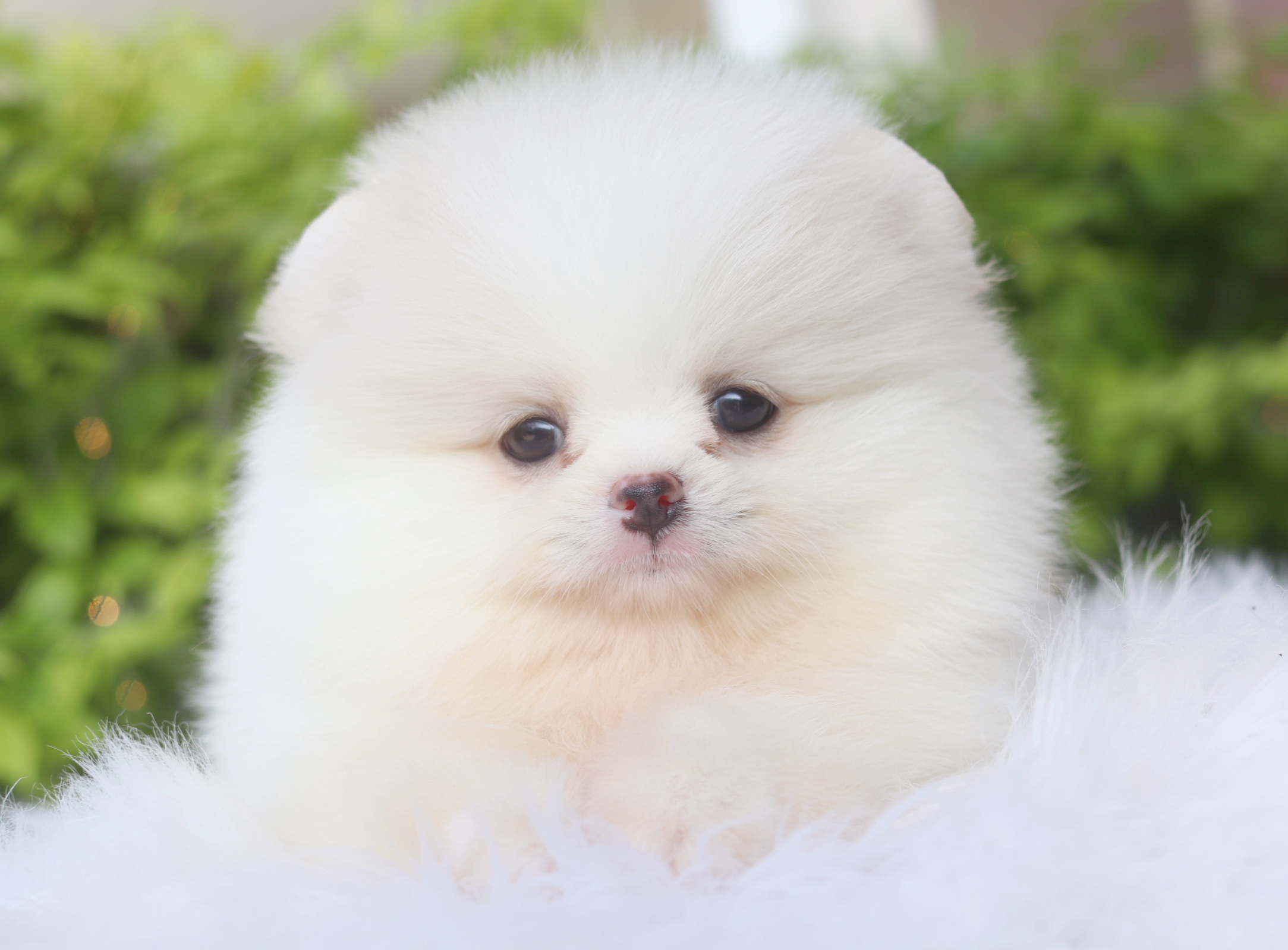 ปอมเมอเรเนียน เพศเมียสีขาวครีม