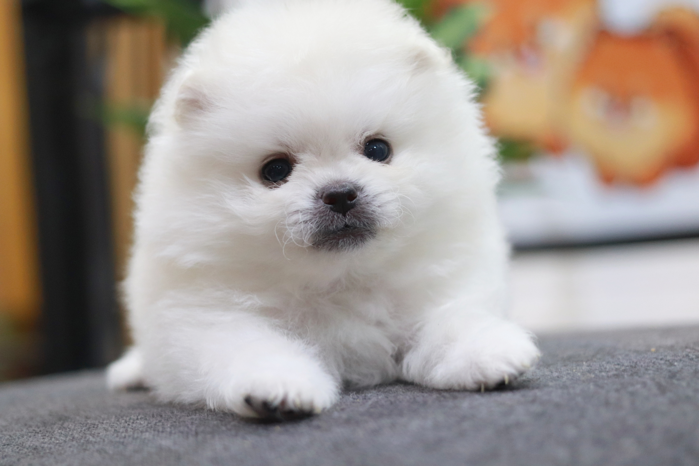 ปอมเมอเรเนียน เพศเมียขาว