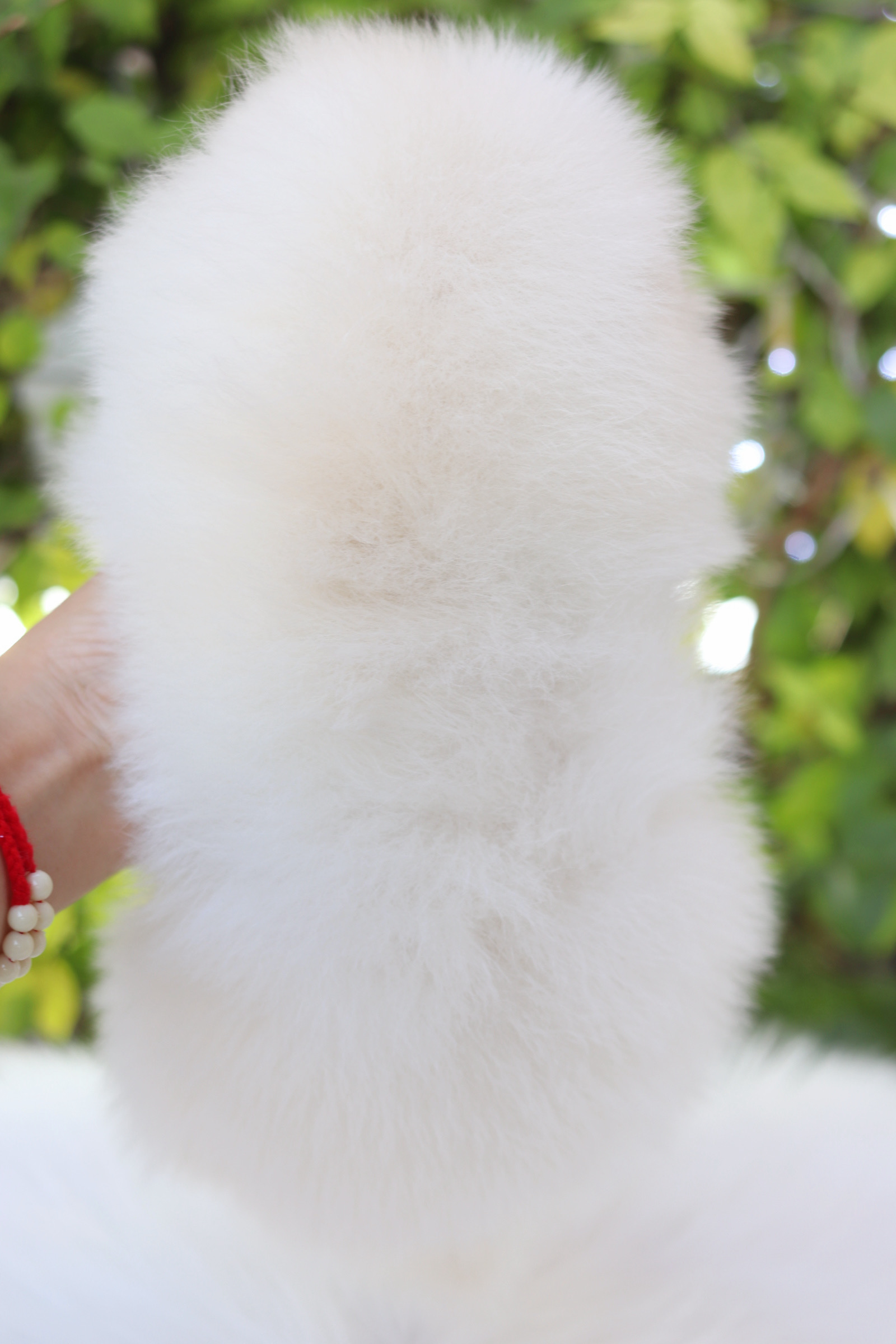 ปอมเมอเรเนียน เพศผู้สีขาวครีม เกรดโชว์