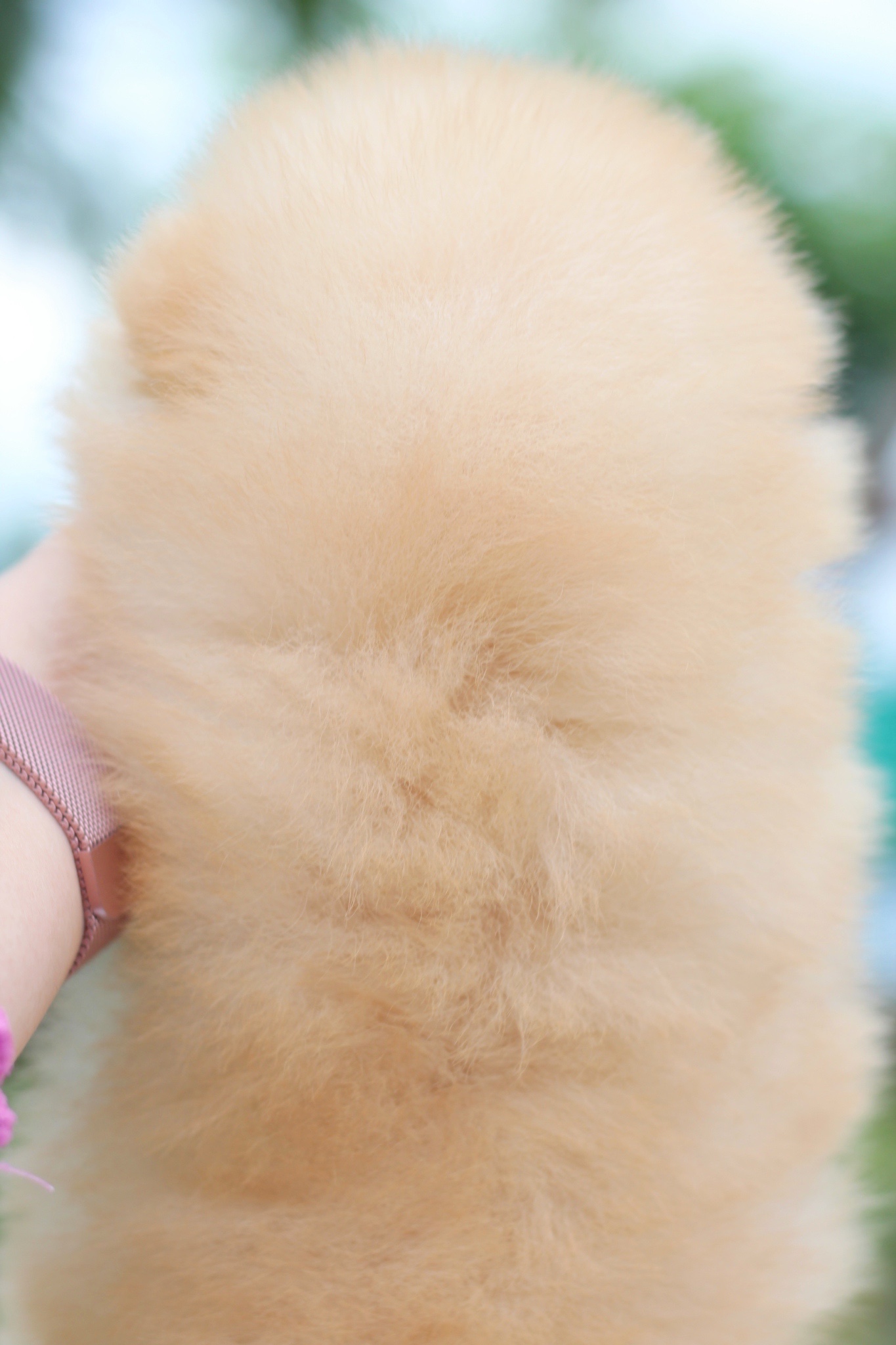 ปอมเมอเรเนียน เพศผู้สีครีม