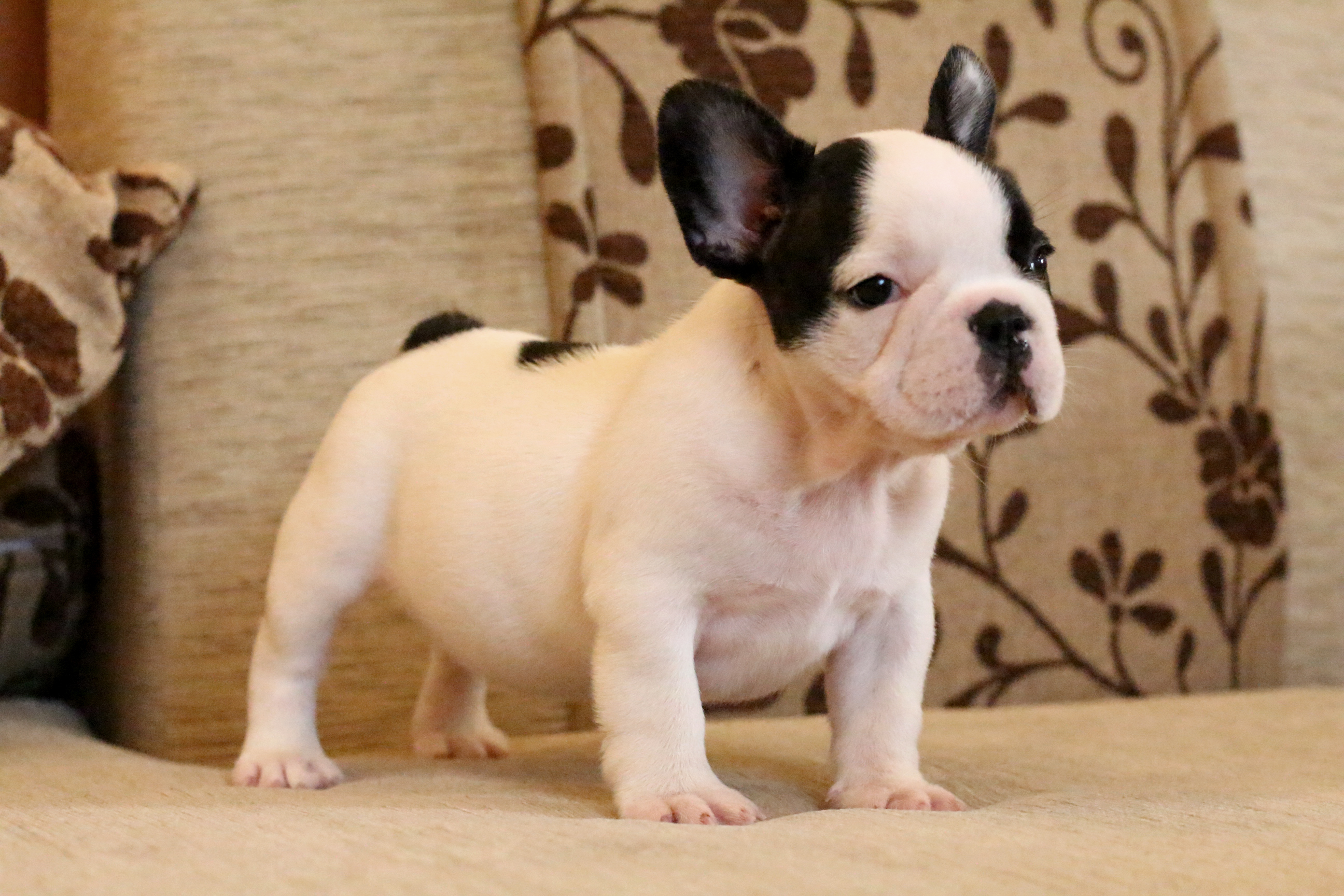 เด็กหญิงหมวยเล็ก เฟรนช์บูลด็อก โครงสร้างสวย หน้าตามึนๆ