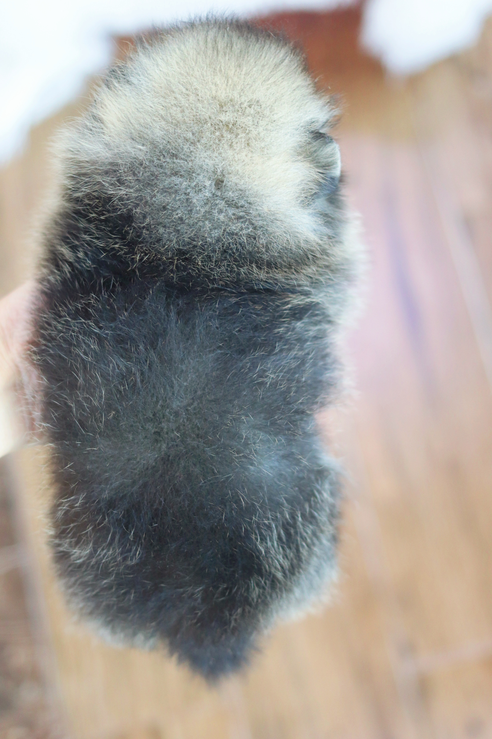 ปอมเมอเรเนียน เพศเมียสีส้ม