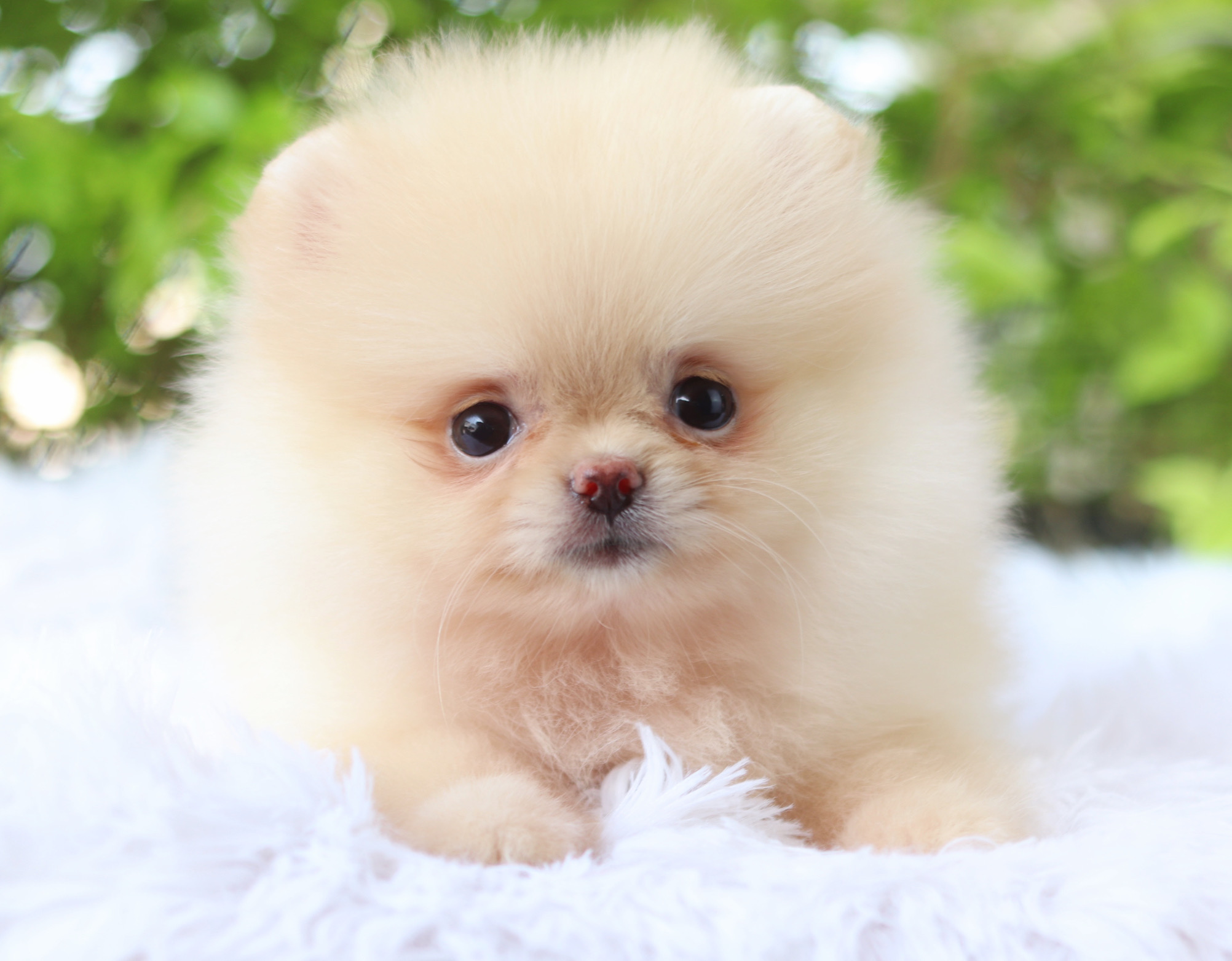 ปอมเมอเรเนียน เพศเมียสีครีม