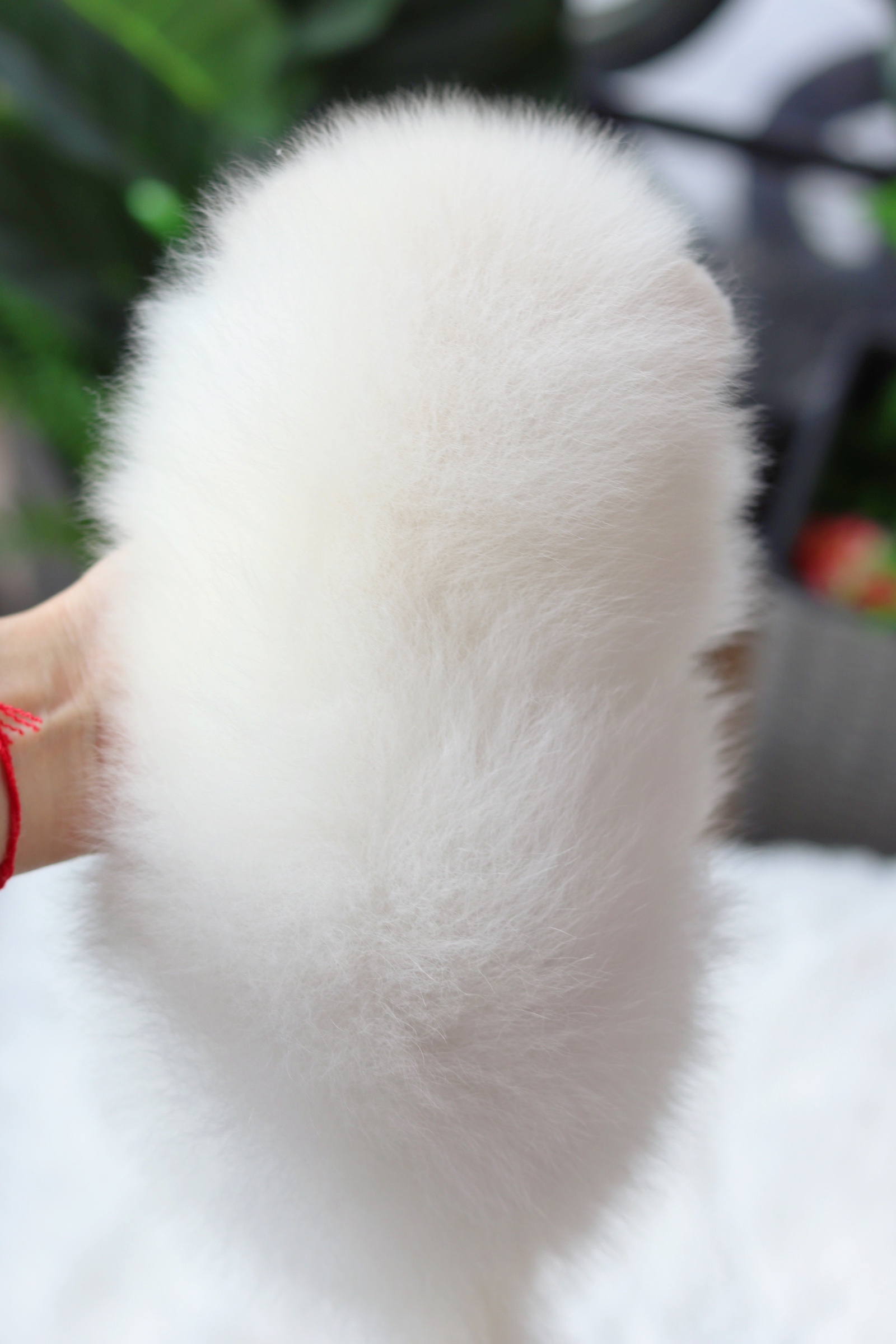 ปอมเมอเรเนียน เพศผู้ สีขาวครีม