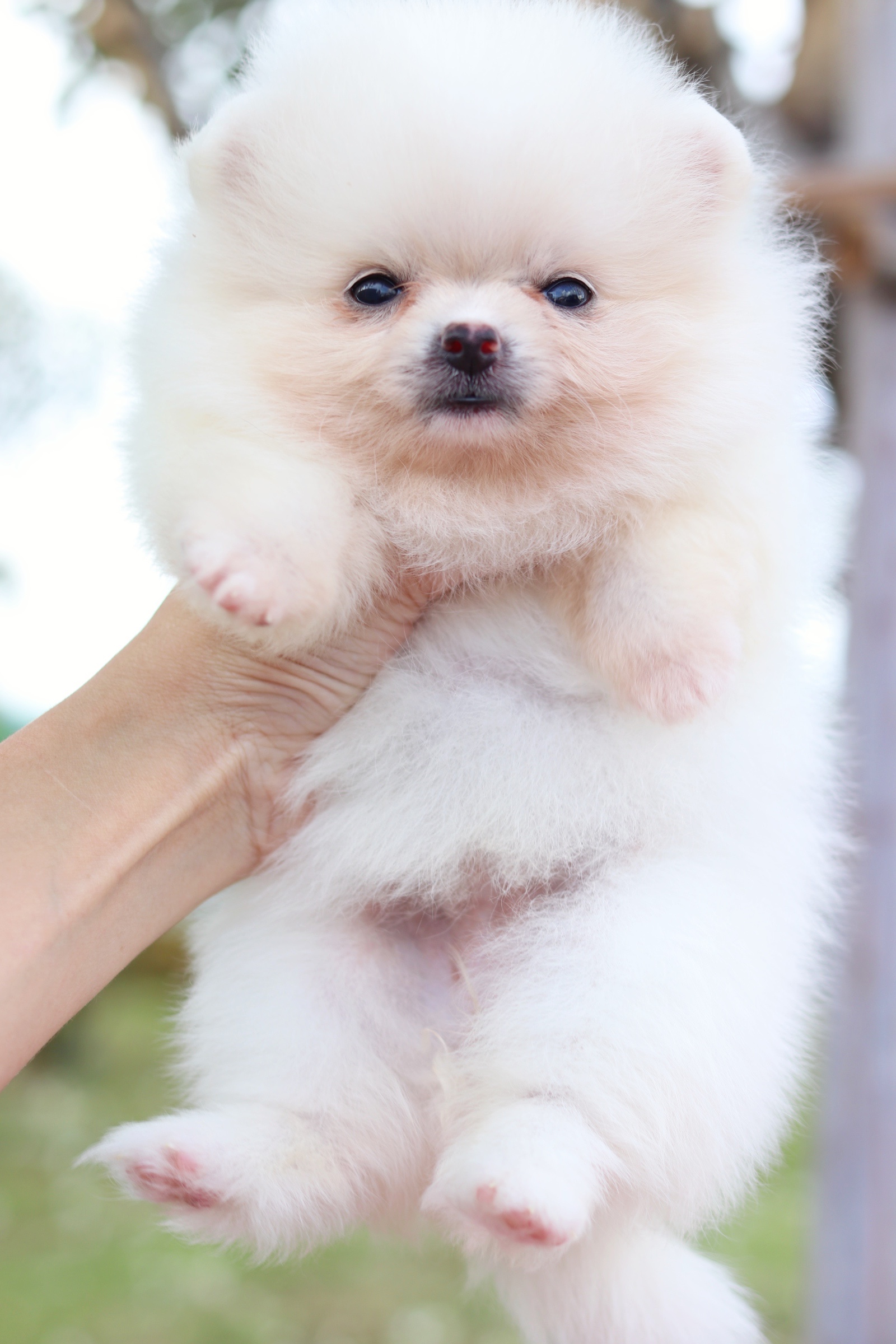 ปอมเมอเรเนียน เพศเมียสีขาวครีม ไซส์เล็ก