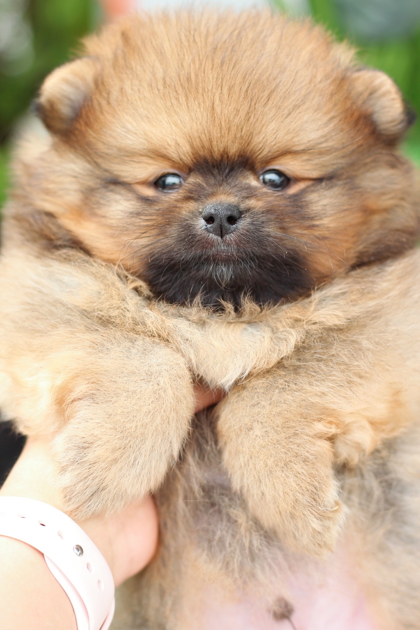 ปอมเมอเรเนียน เพศผู้ สีส้ม