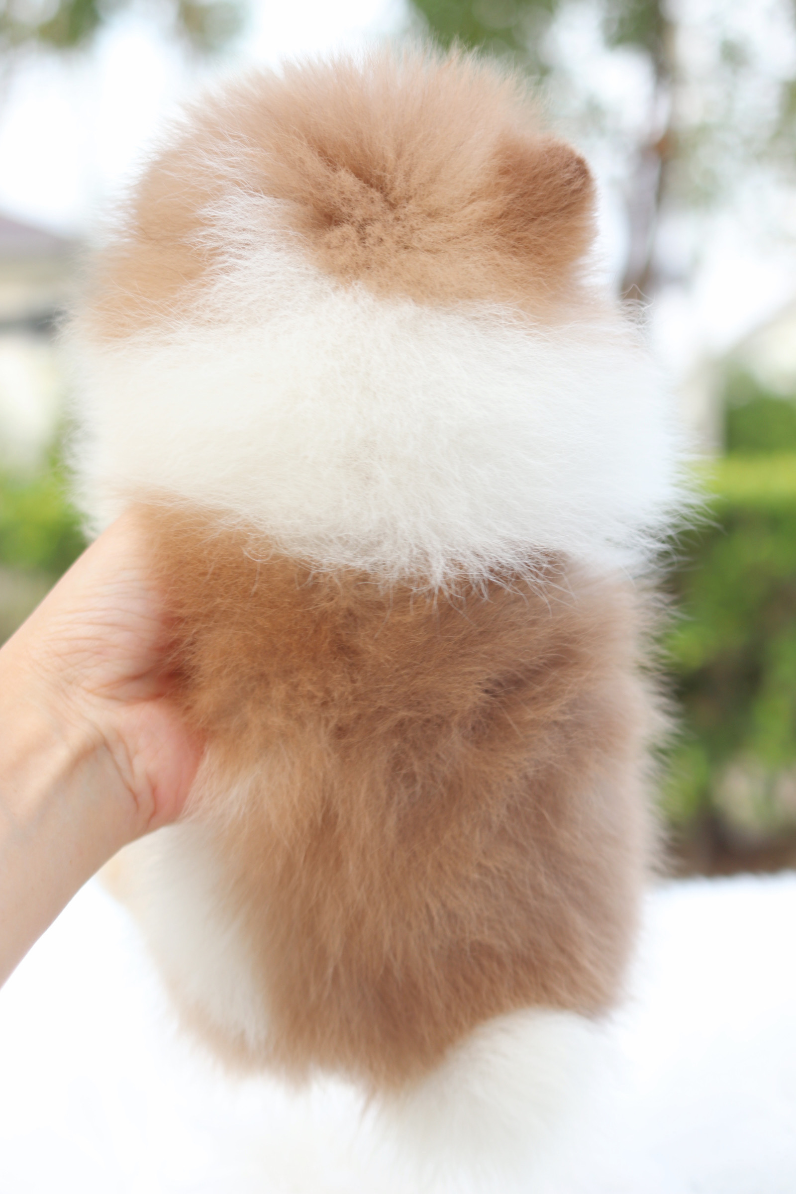 ปอมเมอเรเนียน เพศผู้สีแฟนซีช็อคโกแลต