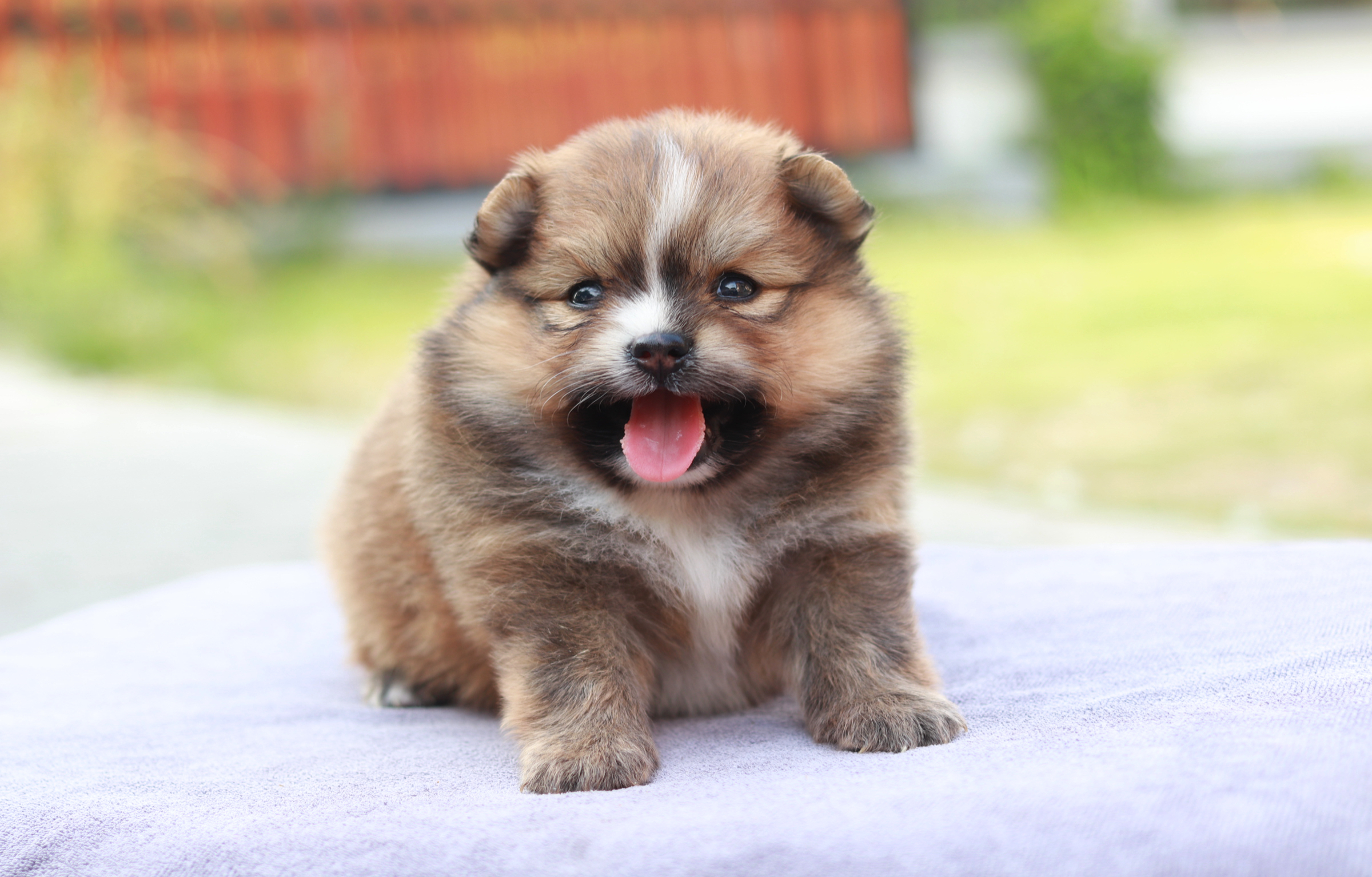 ปอมเมอเรเนียน เพศผู้ส้ม