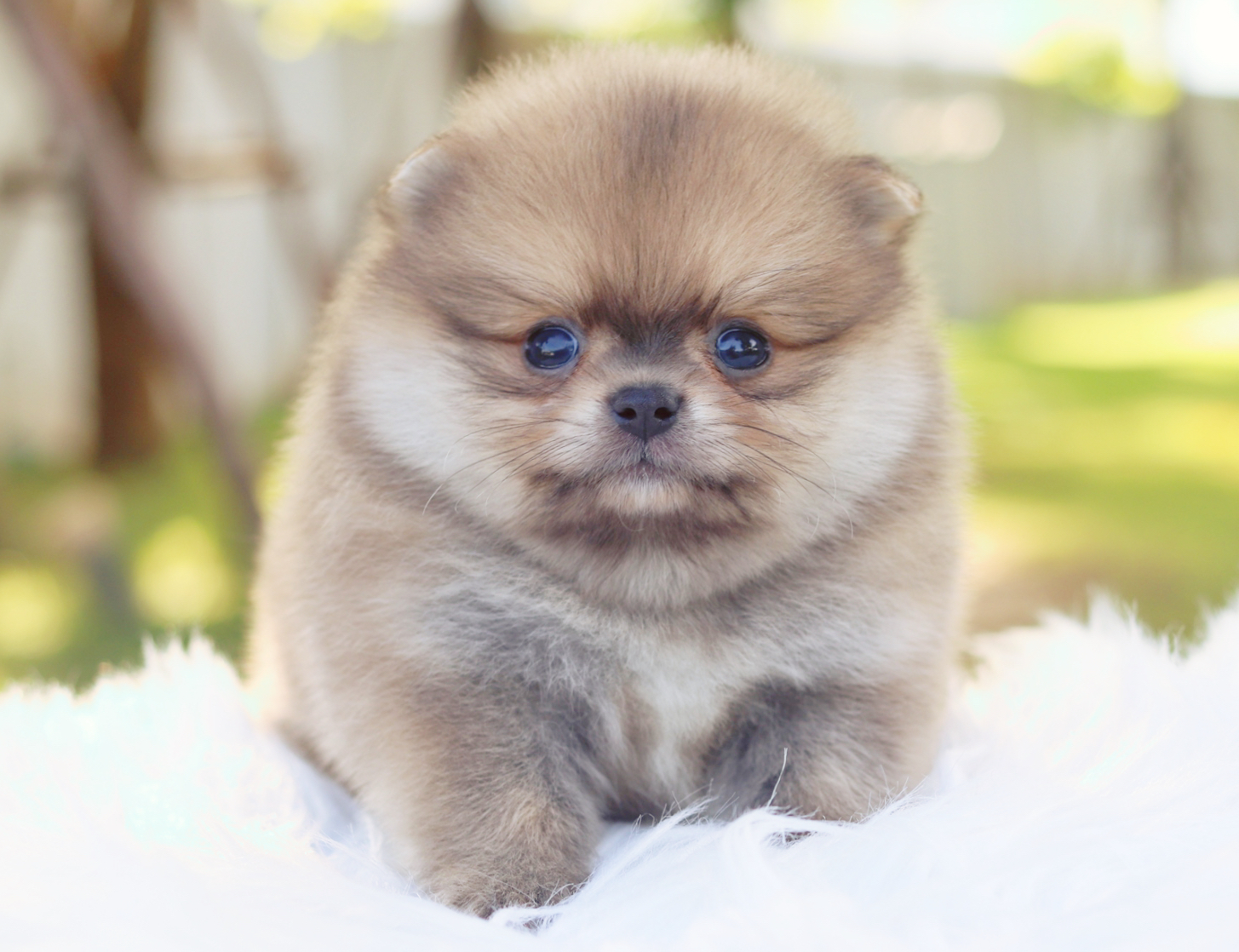 ปอมเมอเรเนียน เพศผู้สีส้ม