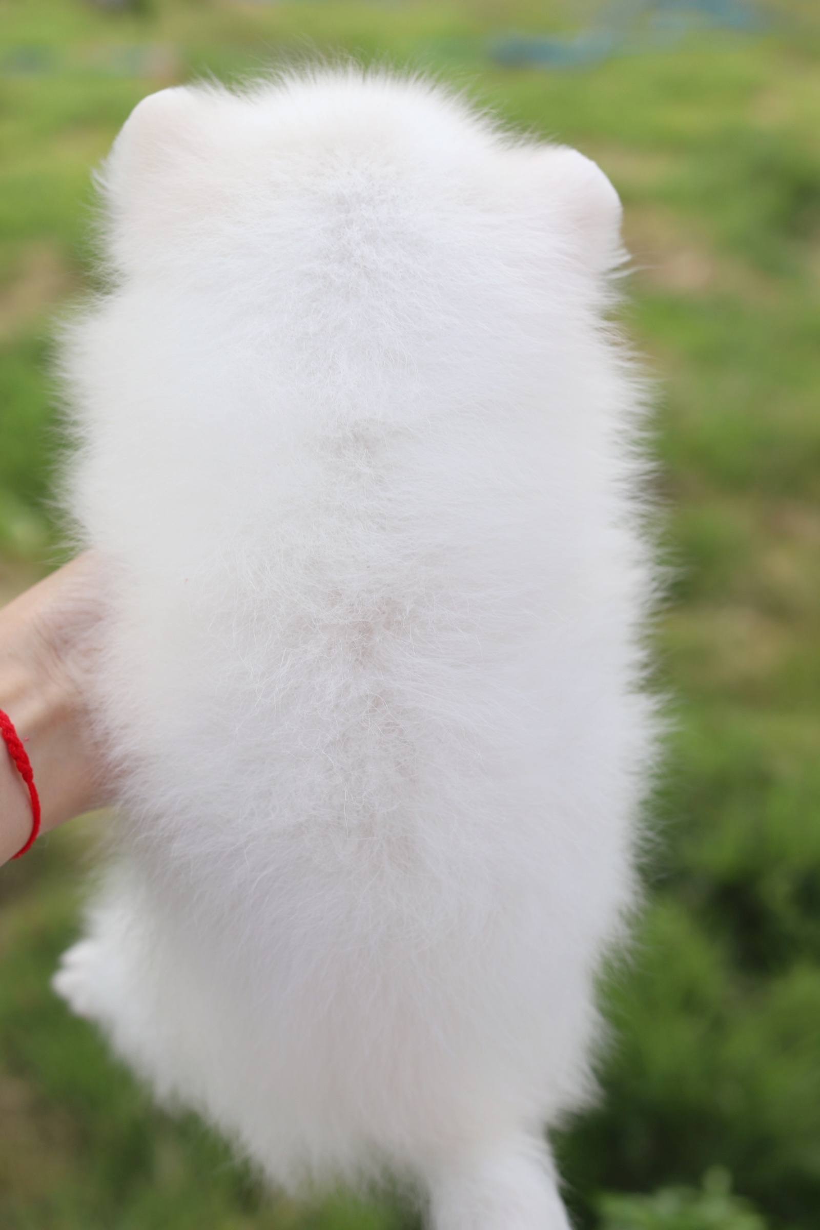 ปอมเมอเรเนียน เพศเมียสีขาวครีม