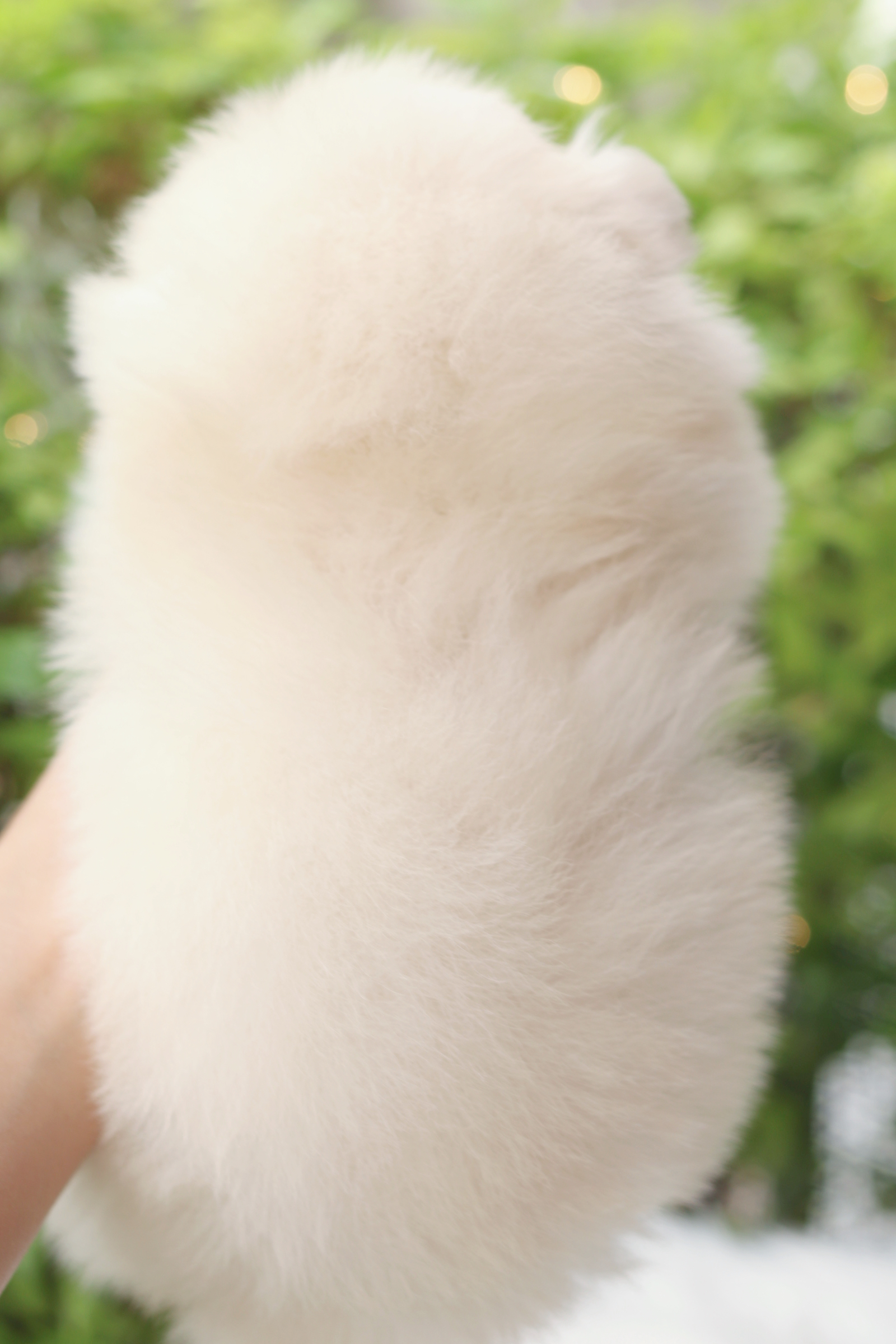 ปอมเมอเรเนียน เพศเมียสีครีม