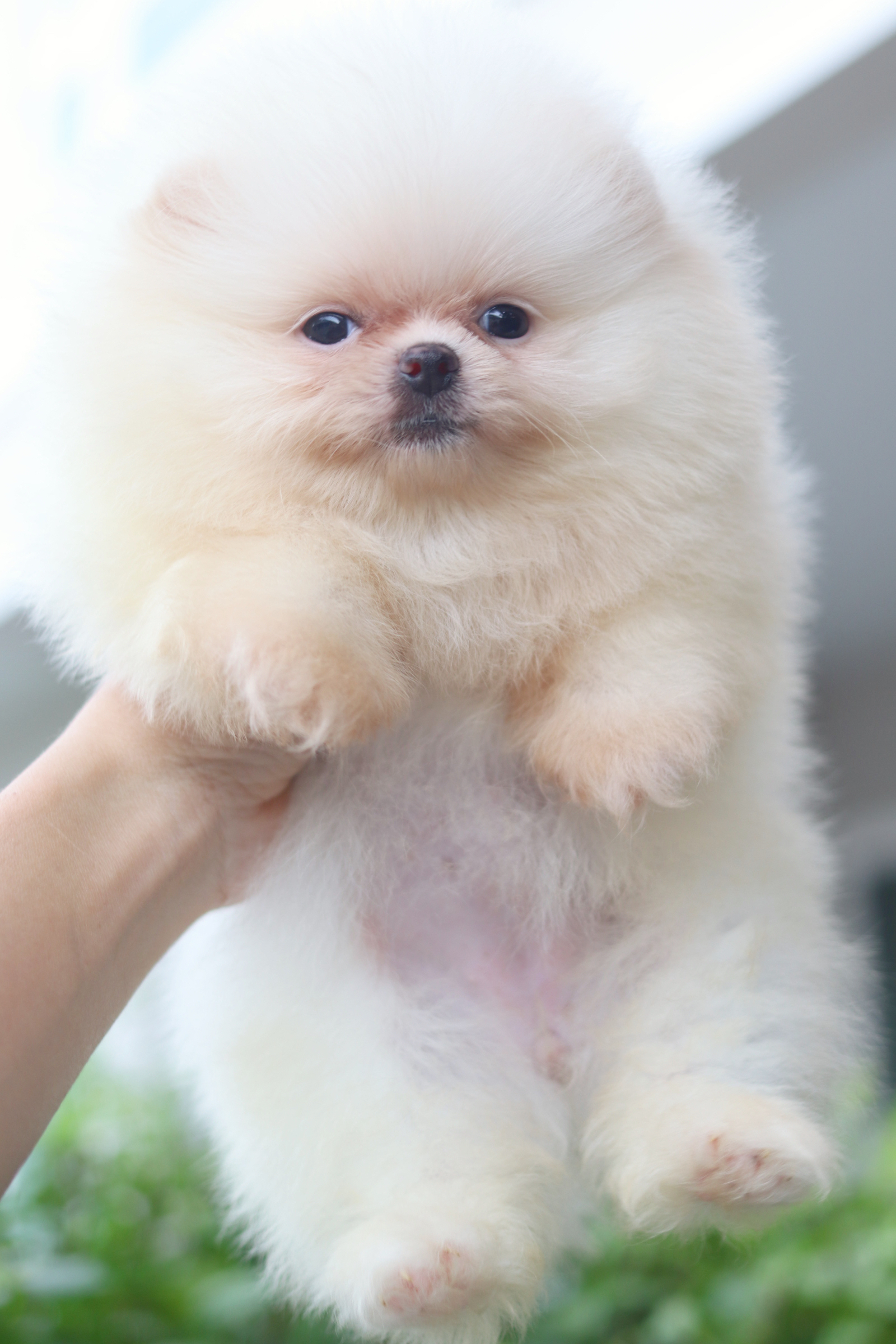 ปอมเมอเรเนียน เพศเมียสีขาวครีม เกรดโชว์ ไซส์เล็ก