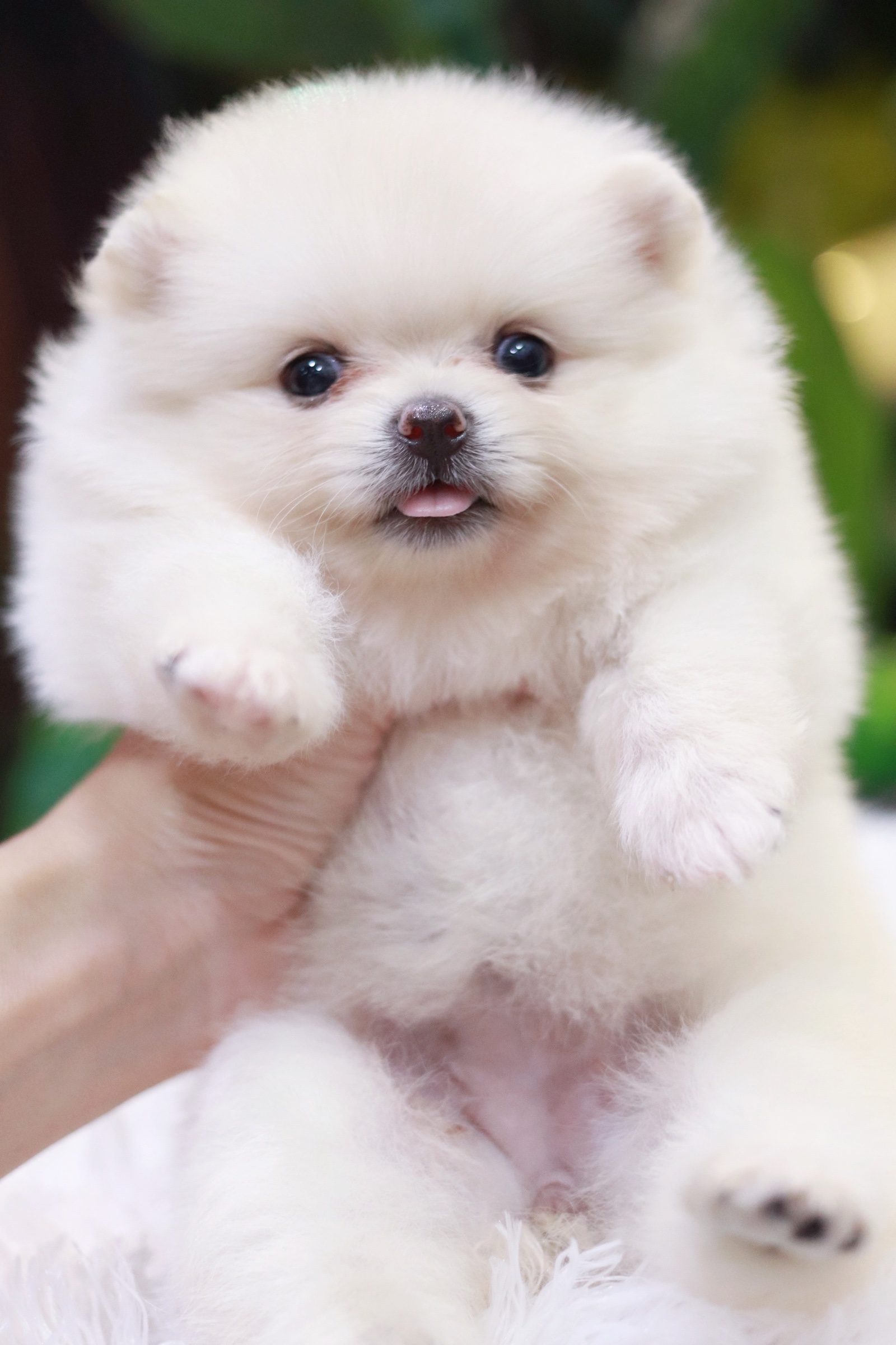 ปอมเมอเรเนียน เพศเมียขาวครีม