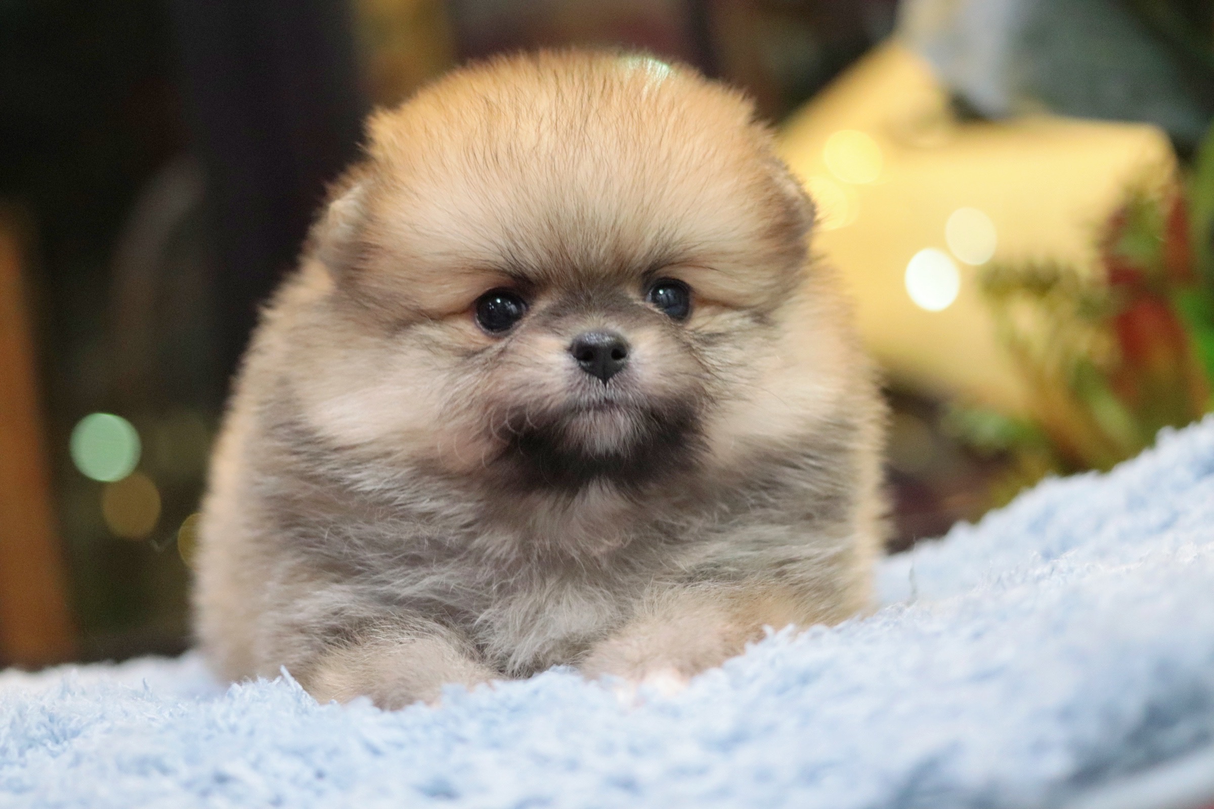 ปอมเมอเรเนียน เพศเมียสีส้ม