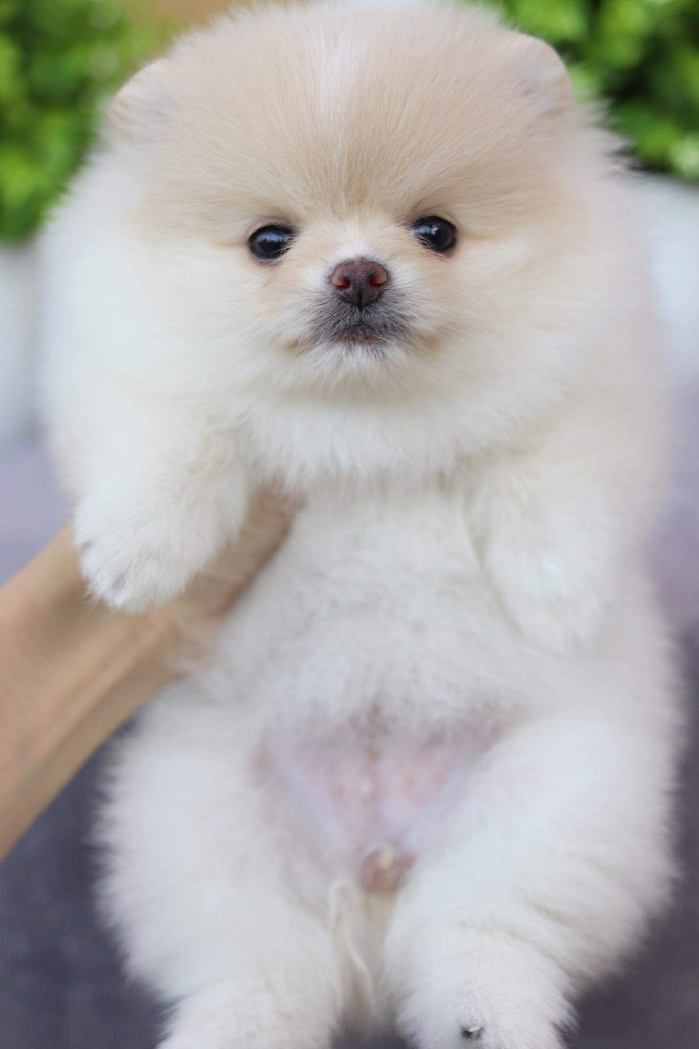 ปอมเมอเรเนียน เพศเมีย