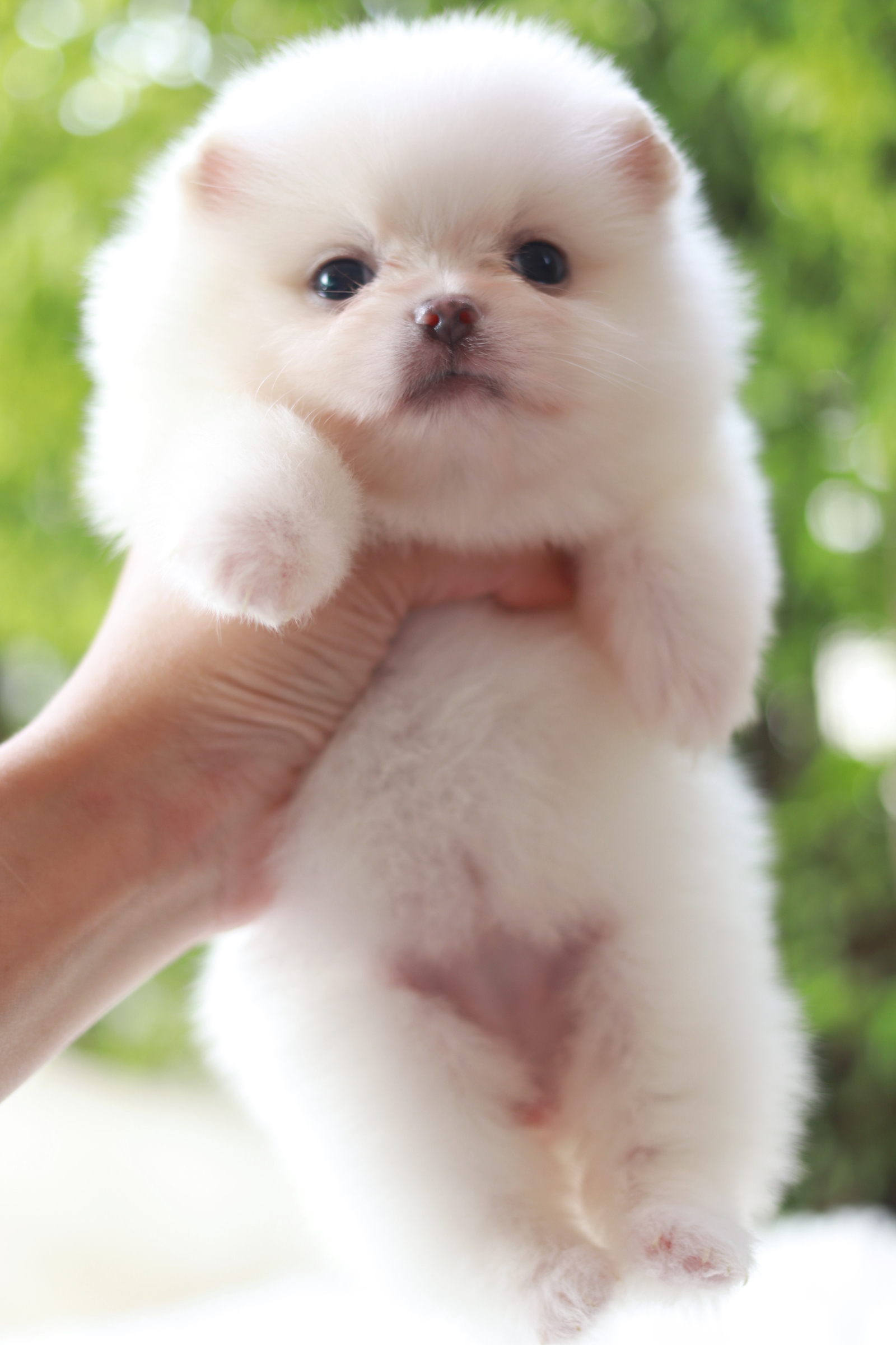 ปอมเมอเรเนียน เพศเมีย สีขาว