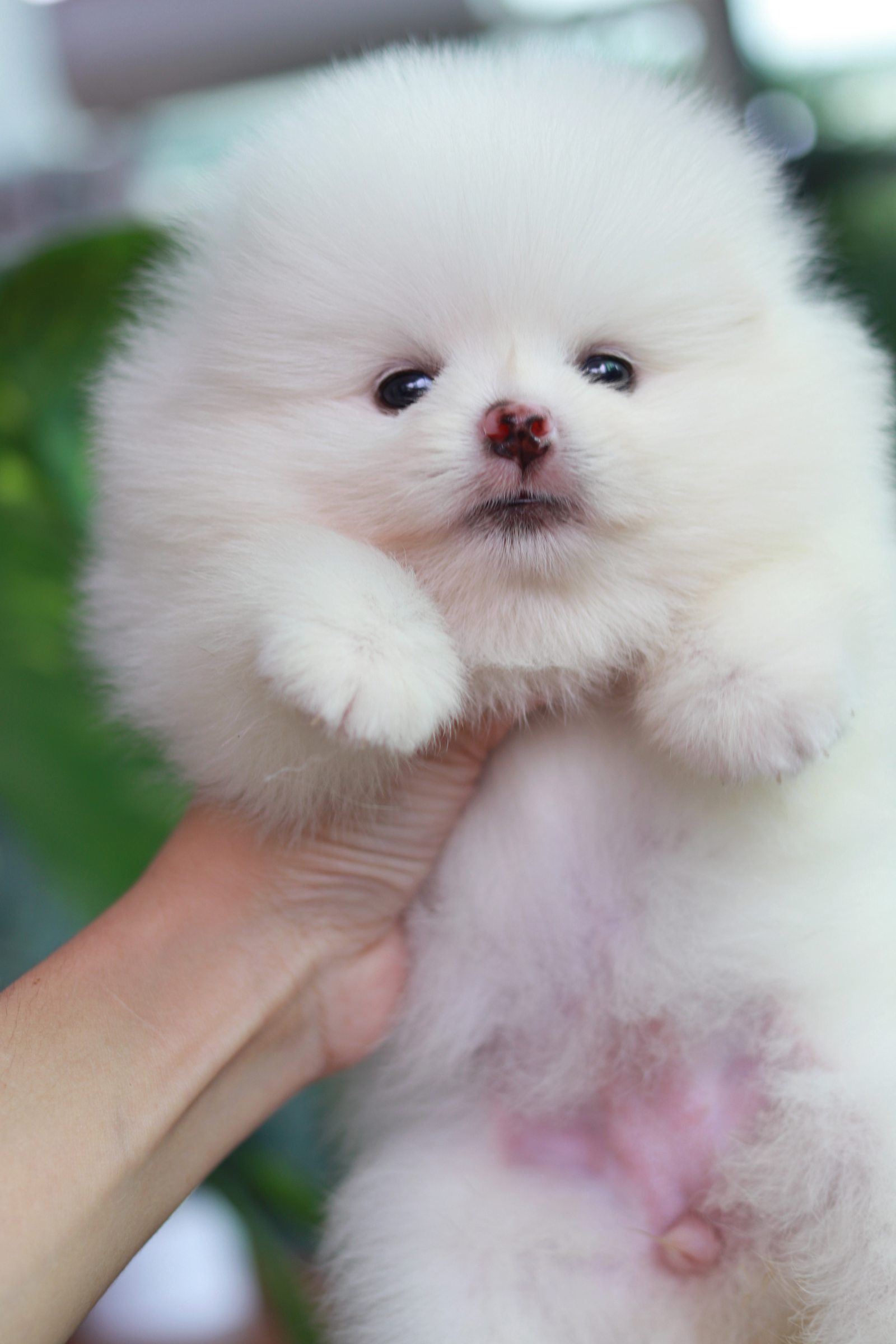 ปอมเมอเรเนียน เพศเมีย