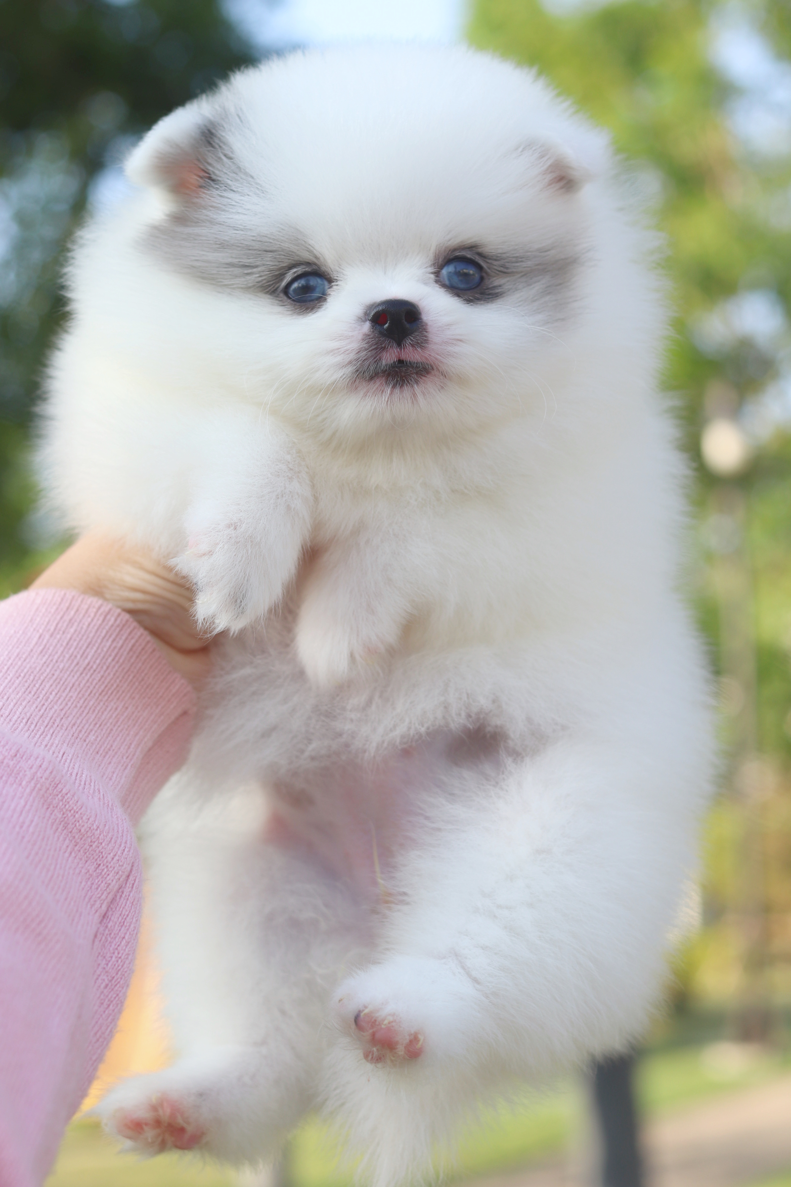 ปอมเมอเรเนียน เพศเมียสีแฟนซี