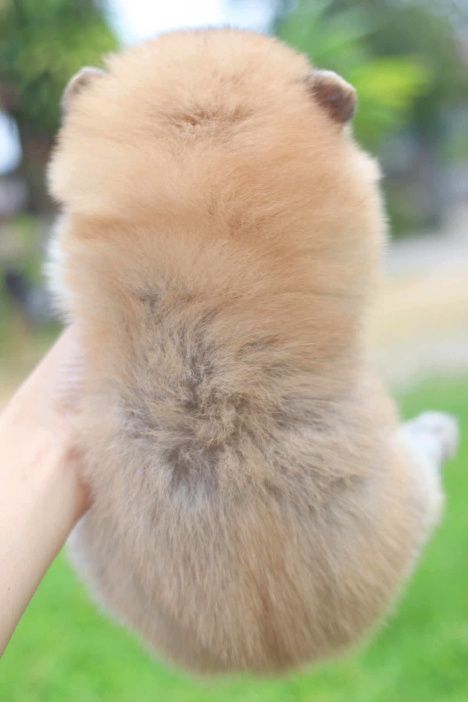 ปอมเมอเรเนียน เพศเมียสีส้ม