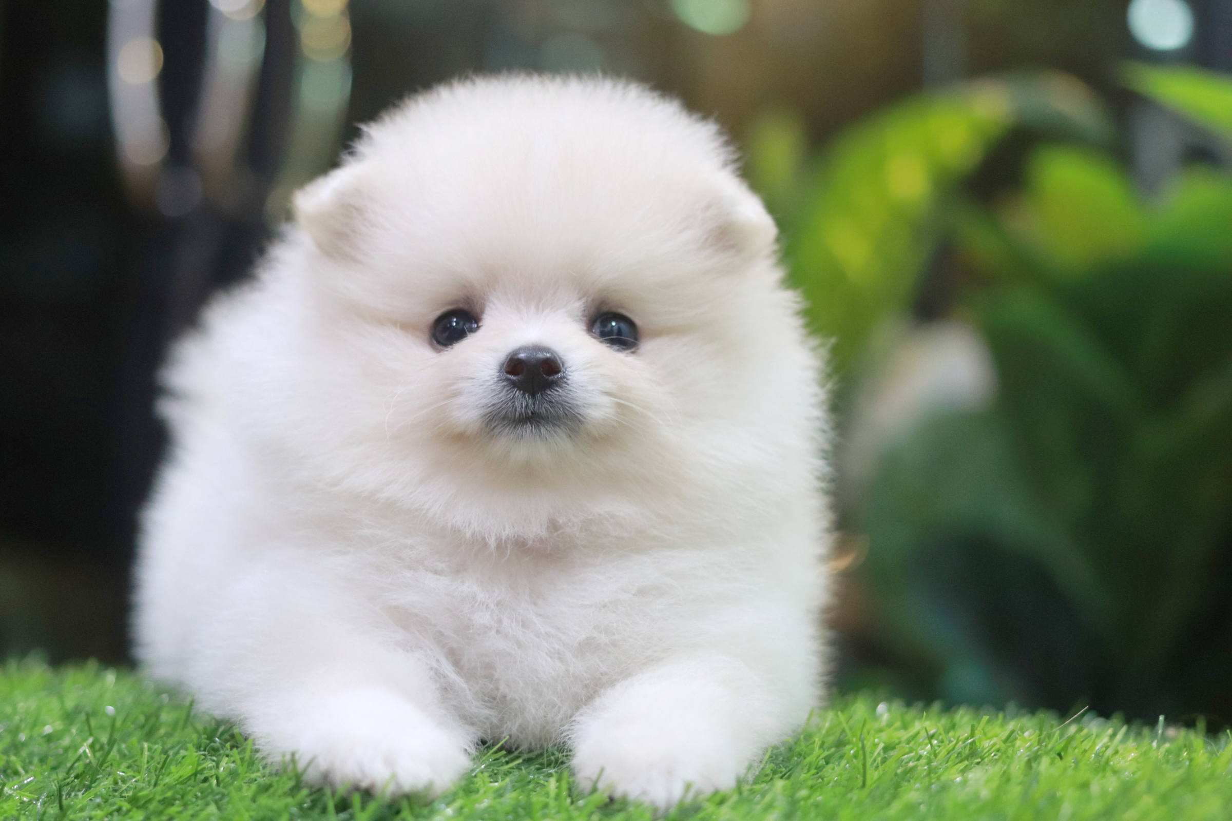 ปอมเมอเรเนียน เพศเมียสีขาวครีม ขนแน่น