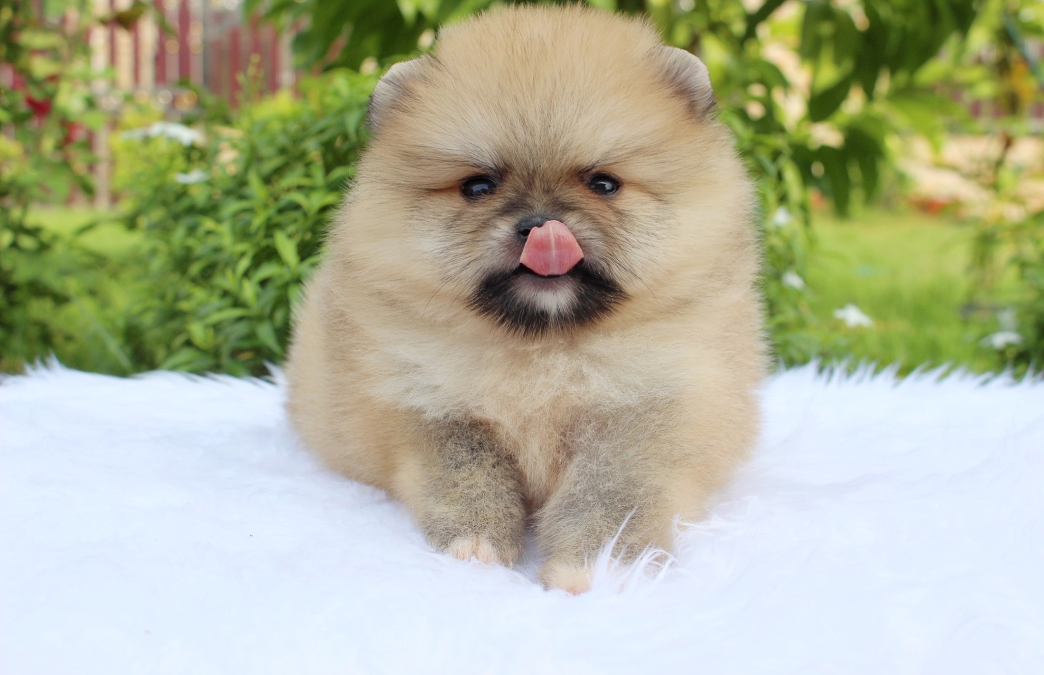 ปอมเมอเรเนียน เพศเมียสีส้ม