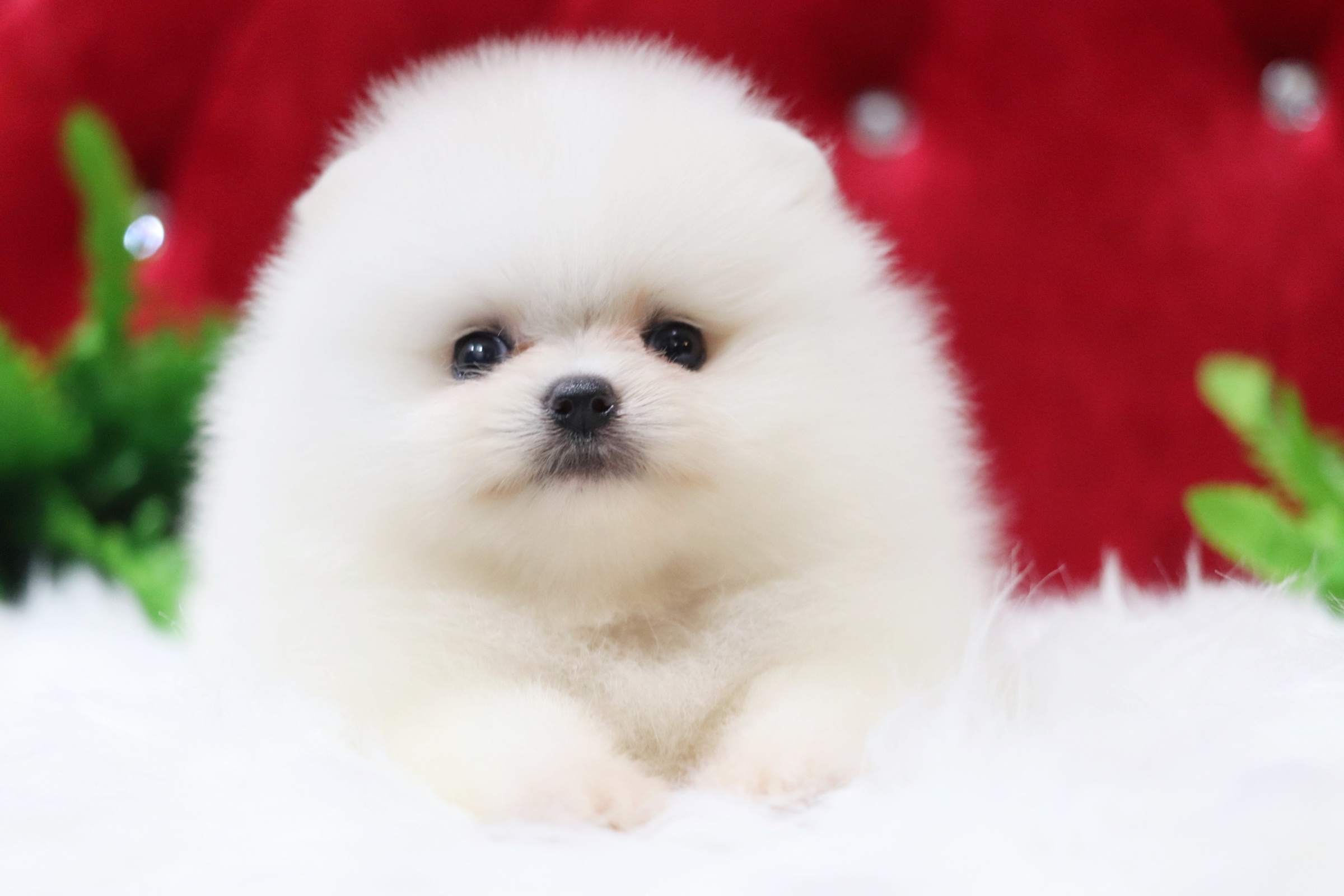 ปอมเมอเรเนียน เพศเมียสีขาวครีมเกรดโชว์