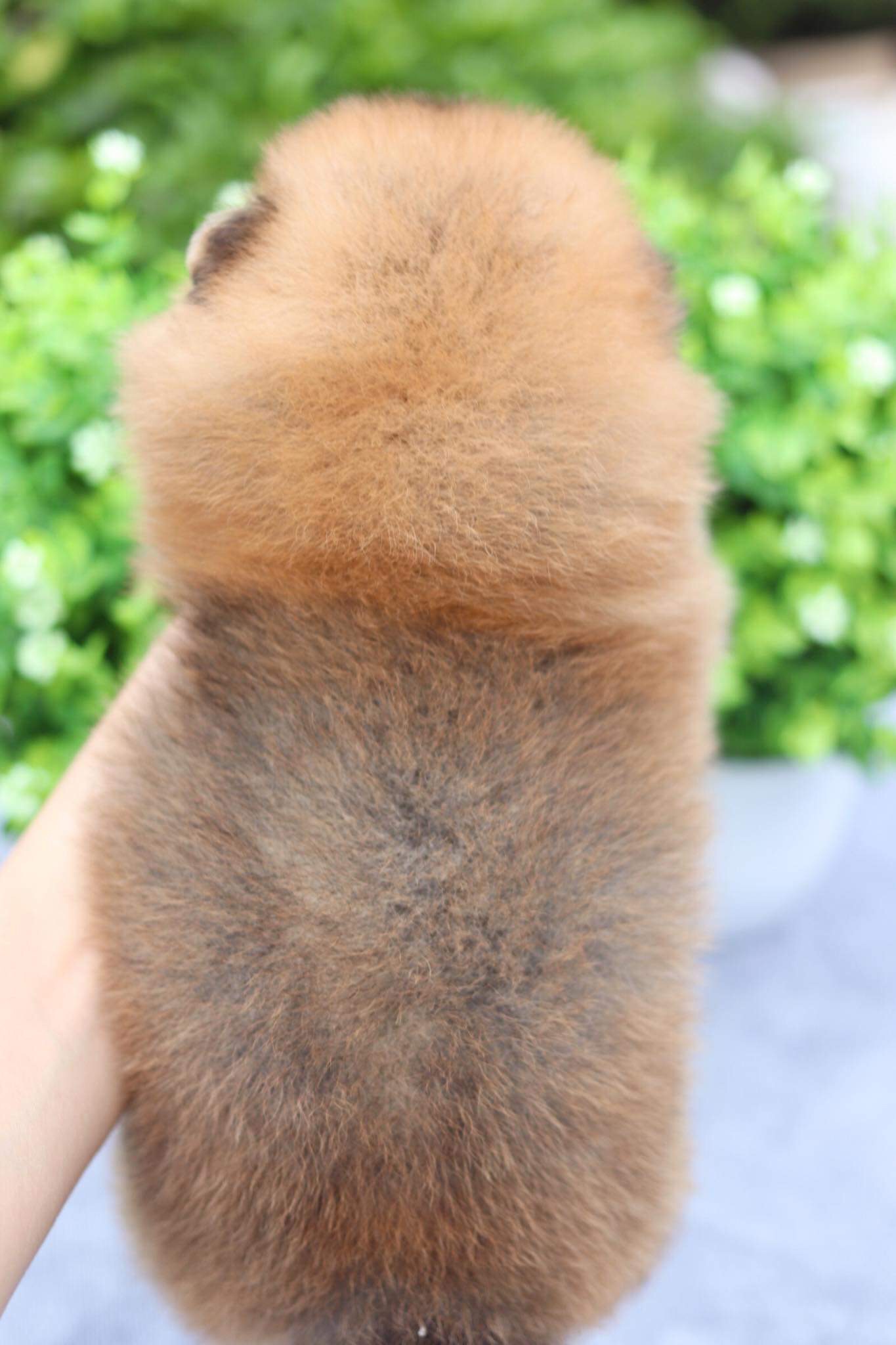 ปอมเมอเรเนียน เพศผู้