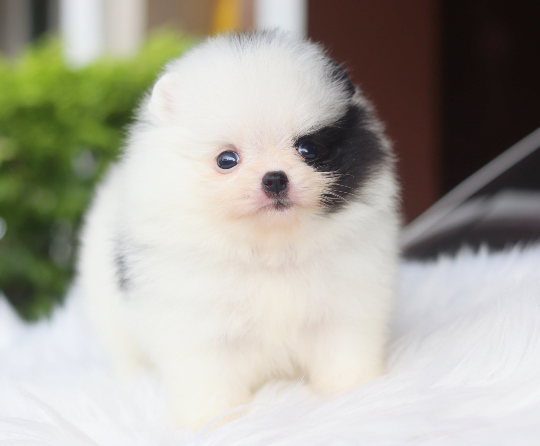 ปอมเมอเรเนียน เพศเมียสีแฟนซีเกรดโชว์