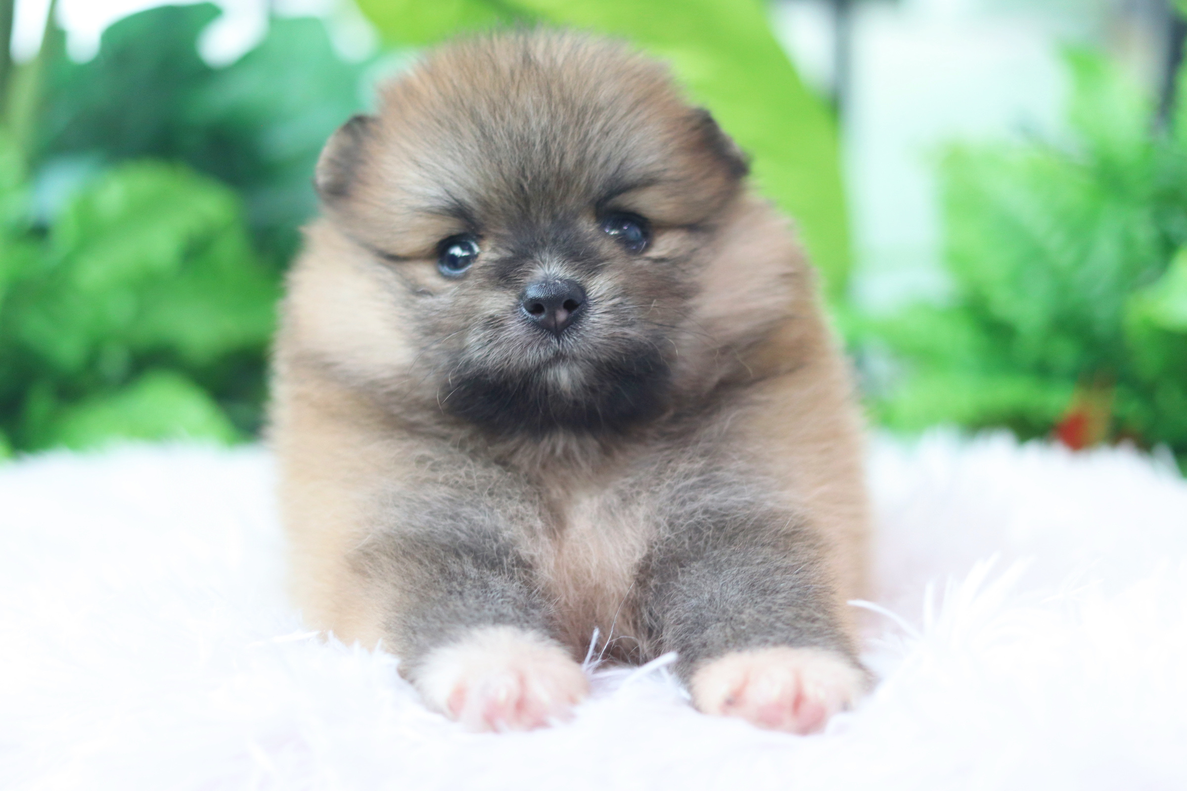 ปอมเมอเรเนียน เพศเมียสีส้ม