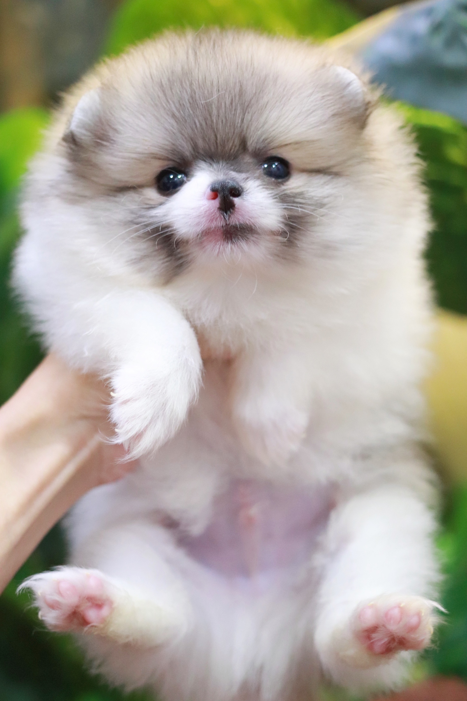 ปอมเมอเรเนียน เพศผู้ แฟนซี