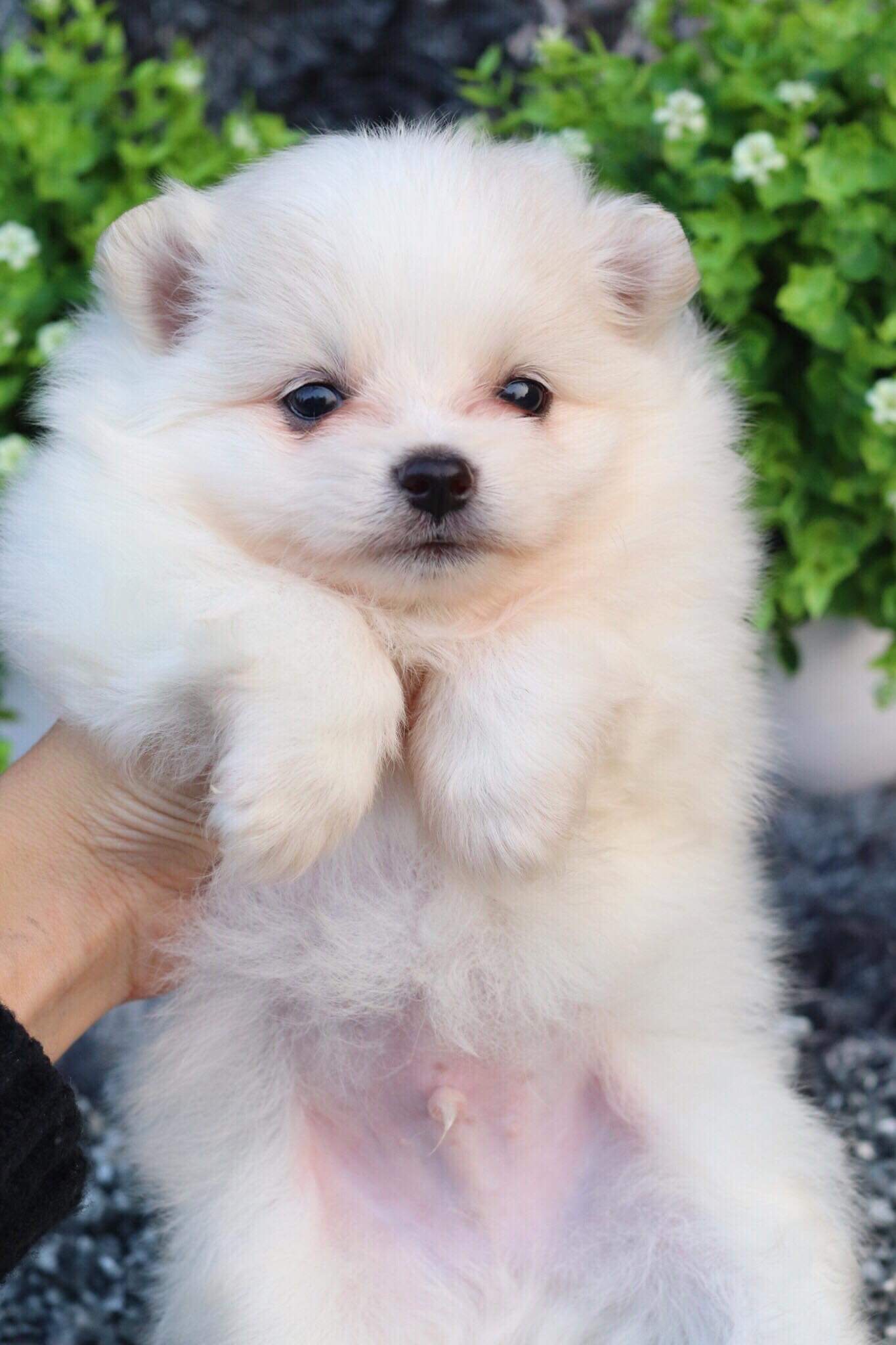 ปอมเมอเรเนียน เพศผู้