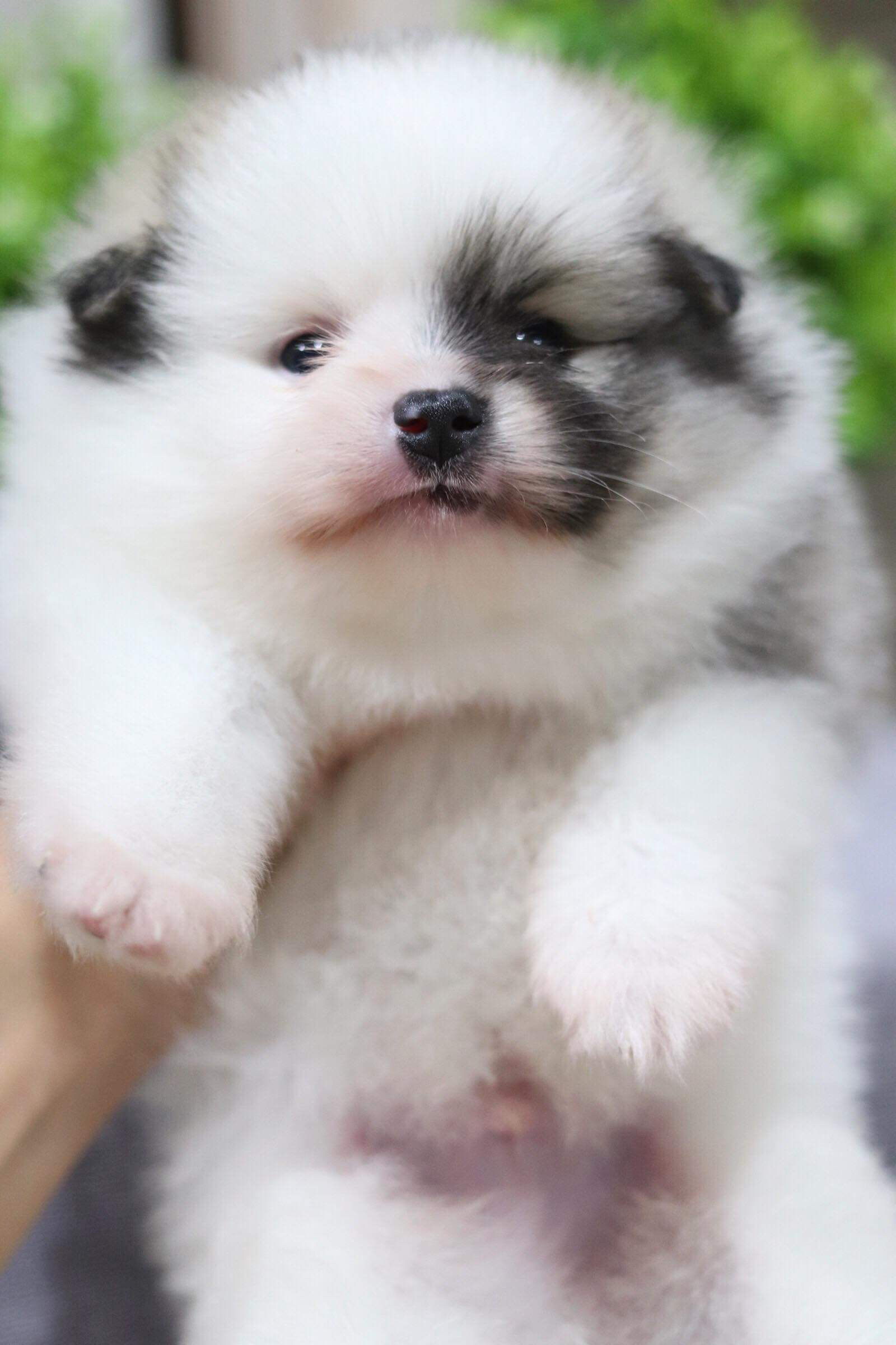 ปอมเมอเรเนียน เพศผู้