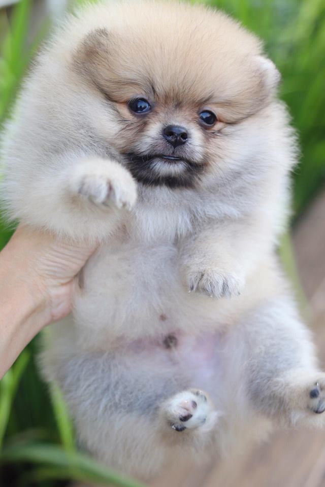 ปอมเมอเรเนียน เพศผู้