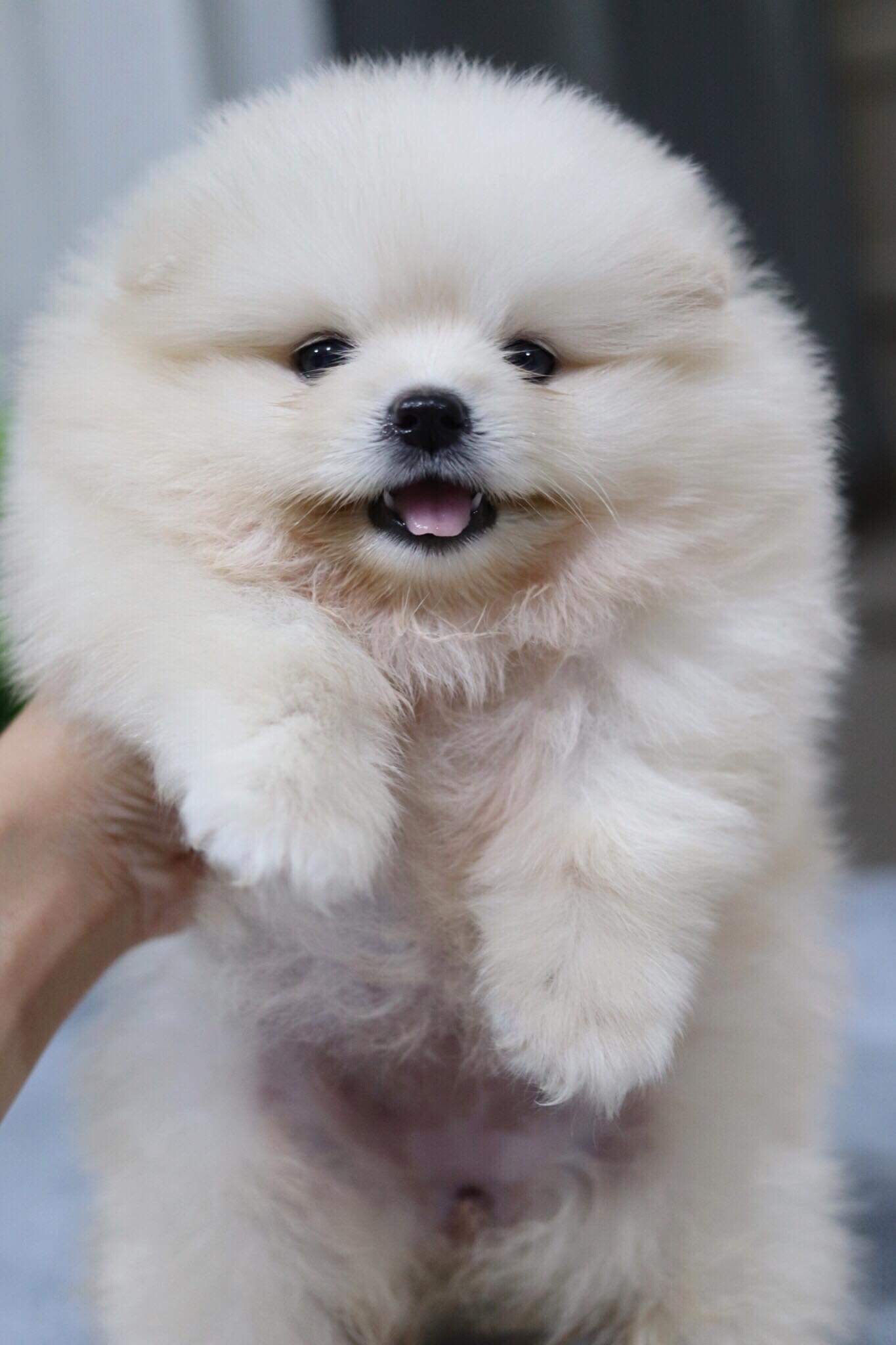 ปอมเมอเรเนียน เพศเมีย