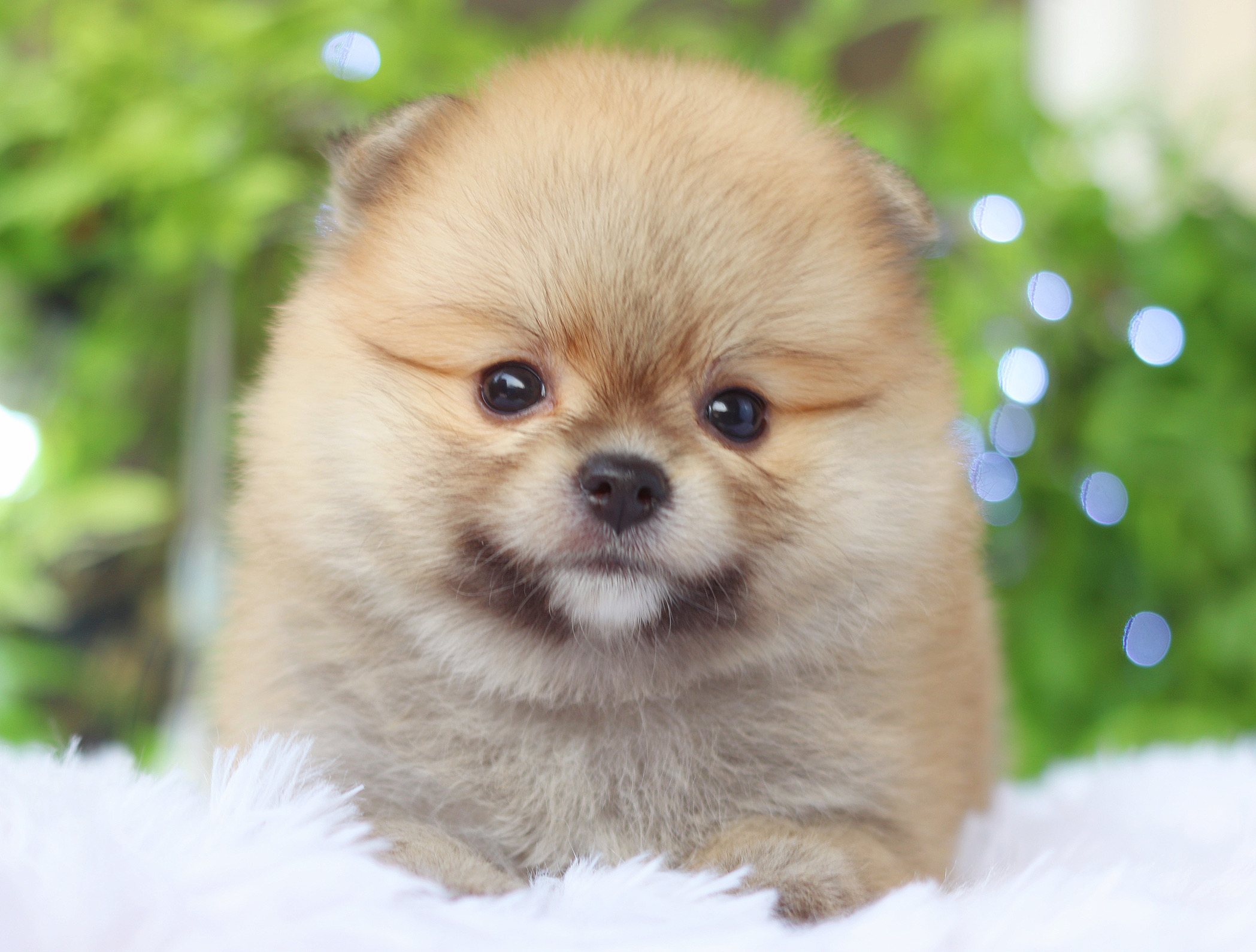 ปอมเมอเรเนียน เพศเมีย สีส้ม