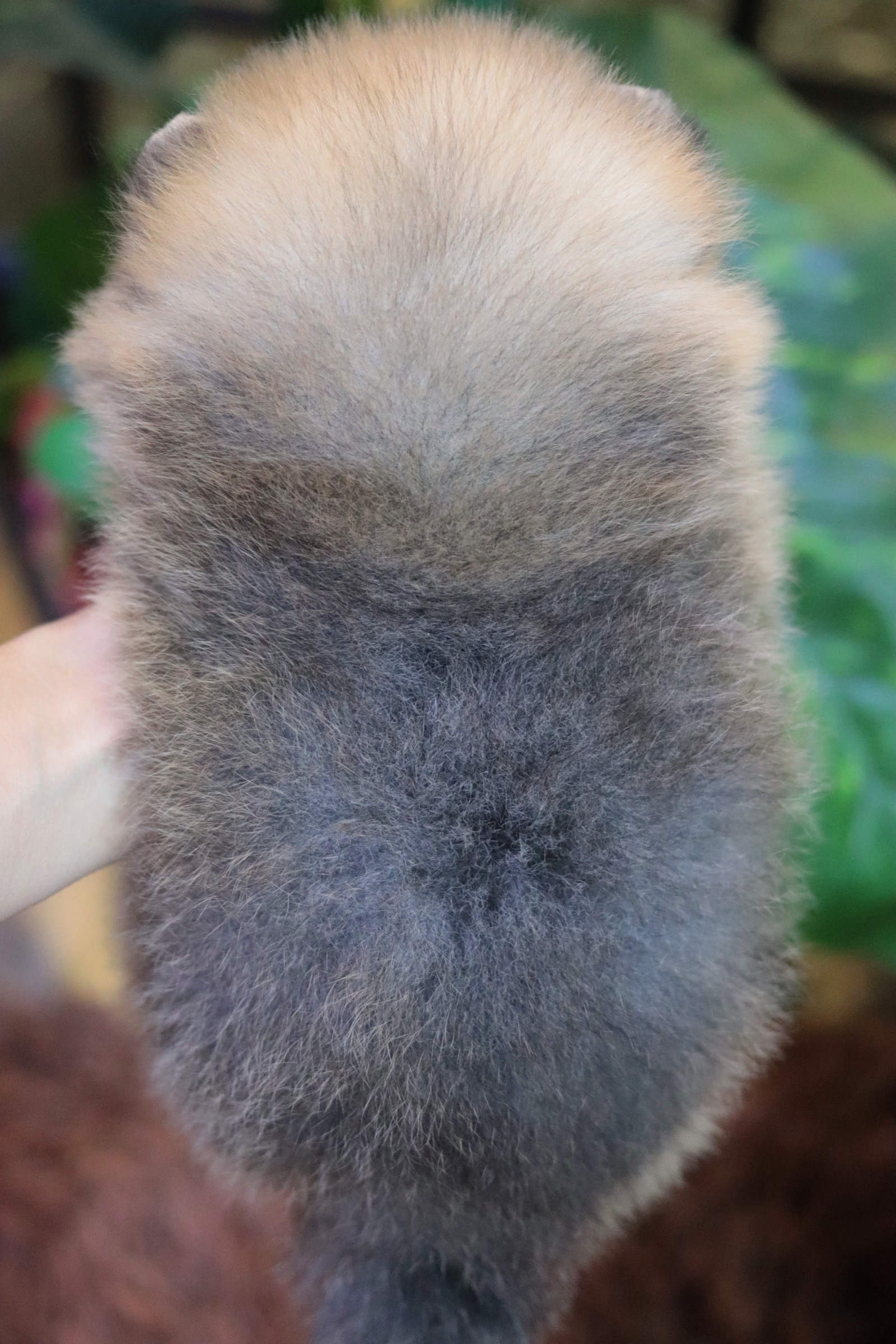 ปอมเมอเรเนียน เพศผู้สีส้ม