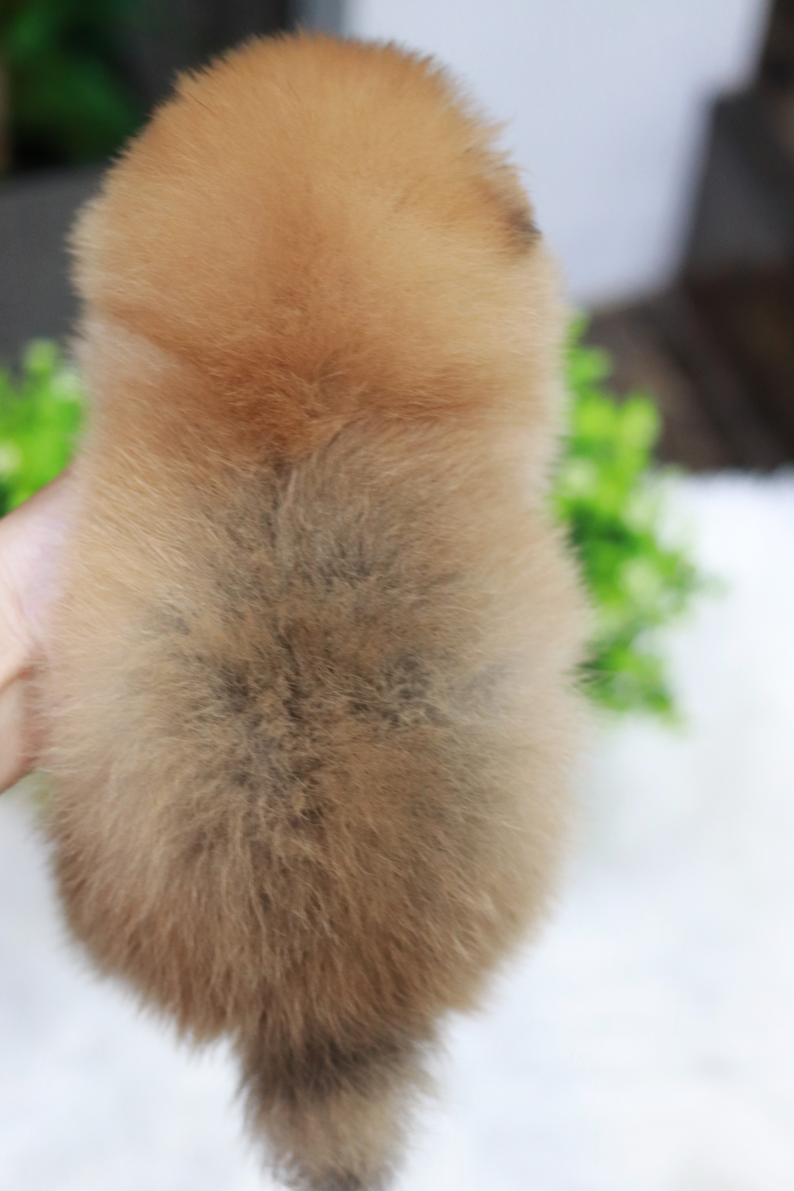 ปอมเมอเรเนียน เพศเมีย ขนแน่นๆ