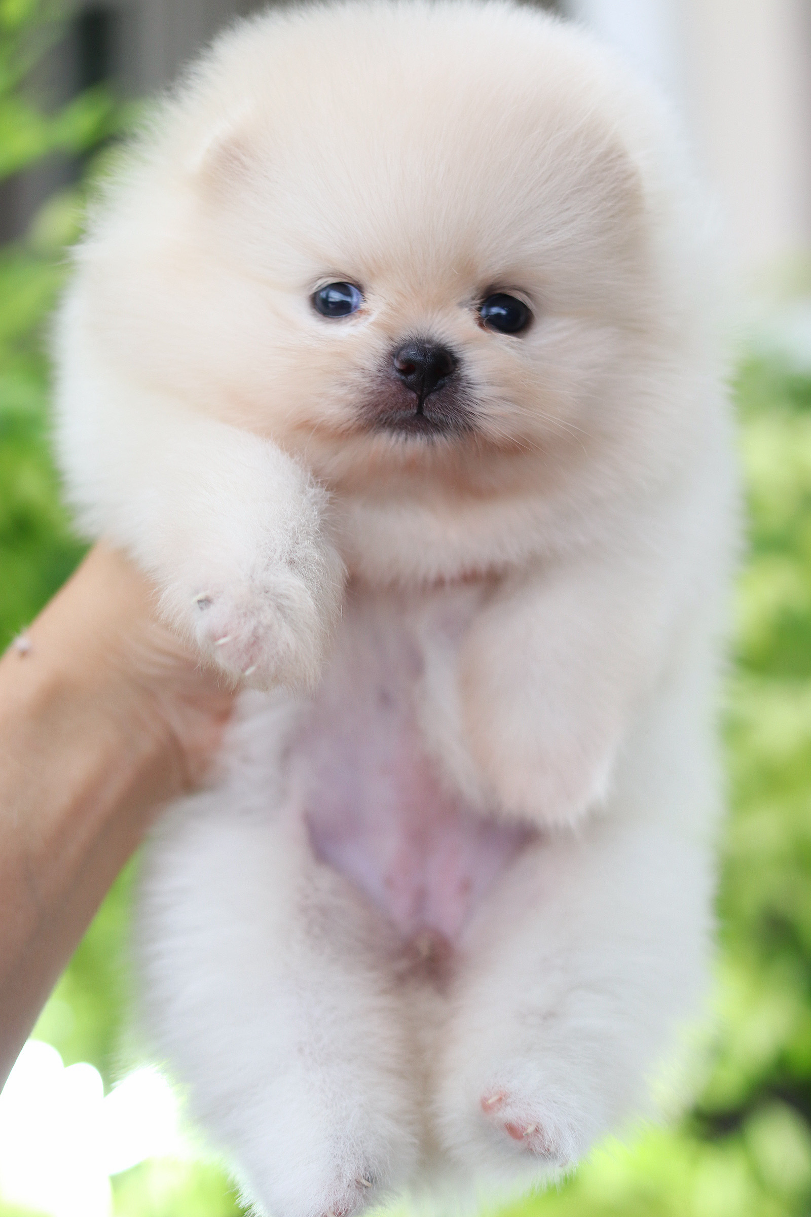 ปอมเมอเรเนียน เพศเมียสีขาวครีม เกรดโชว์