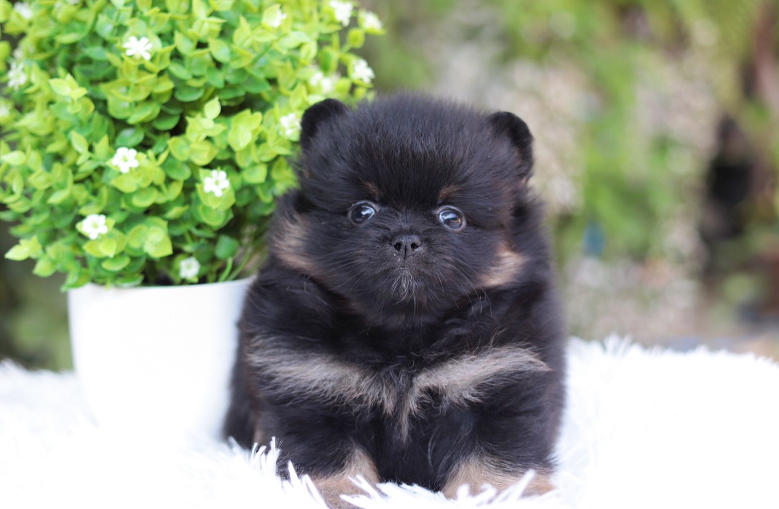 ปอมเมอเรเนียน เพศเมียสีแบ็คแทน