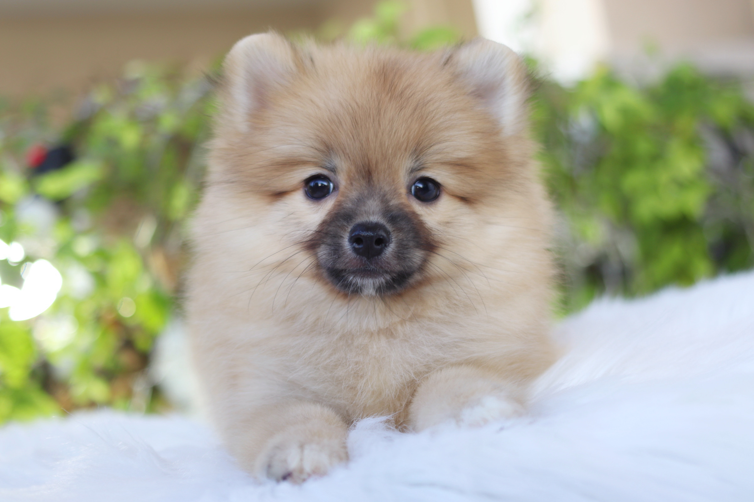 ปอมเมอเรเนียน เพศเมียสีส้ม