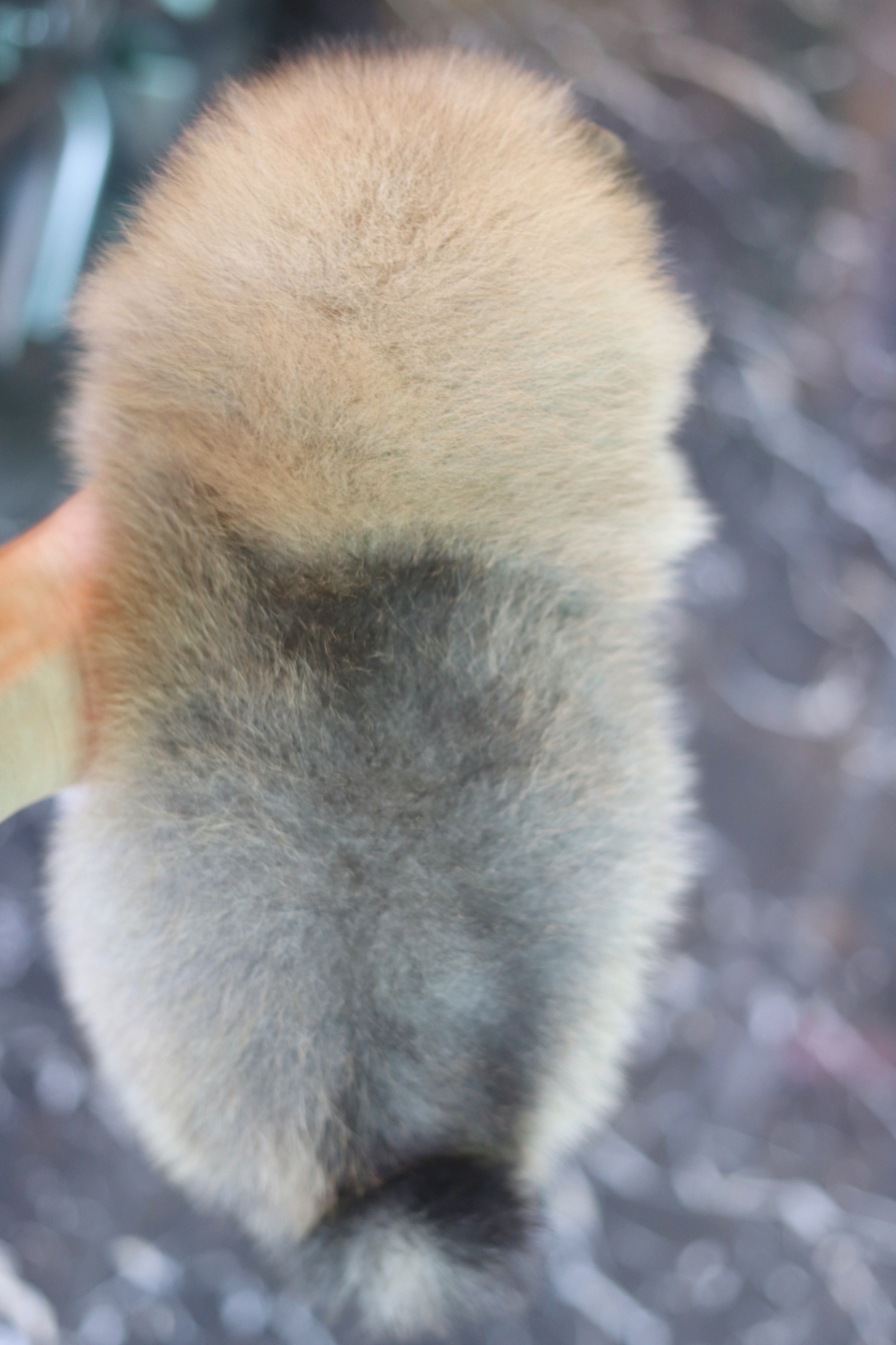 ปอมเมอเรเนียน เพศผู้ สีส้ม