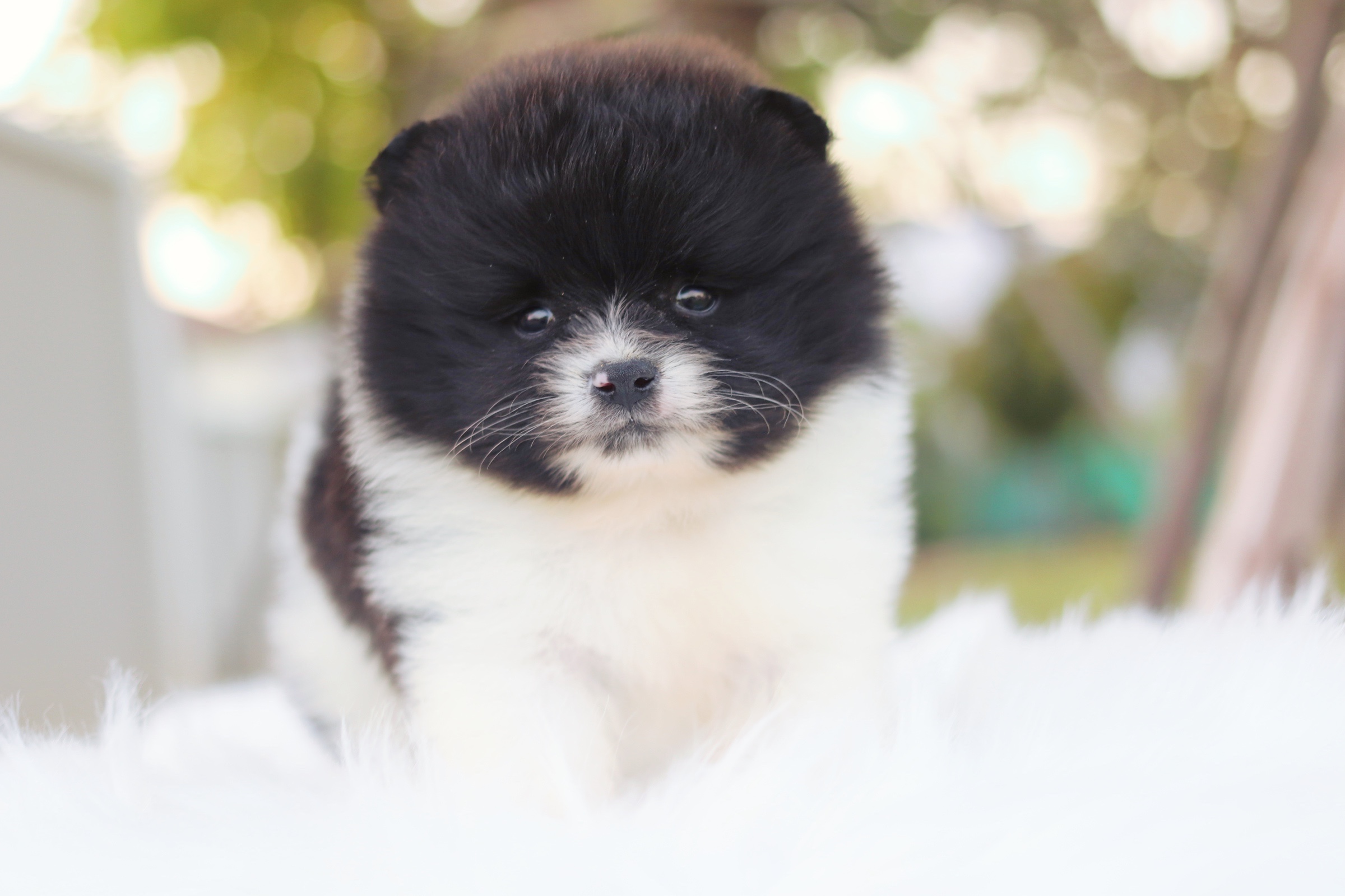 ปอมเมอเรเนียน เพศผู้สีแฟนซี