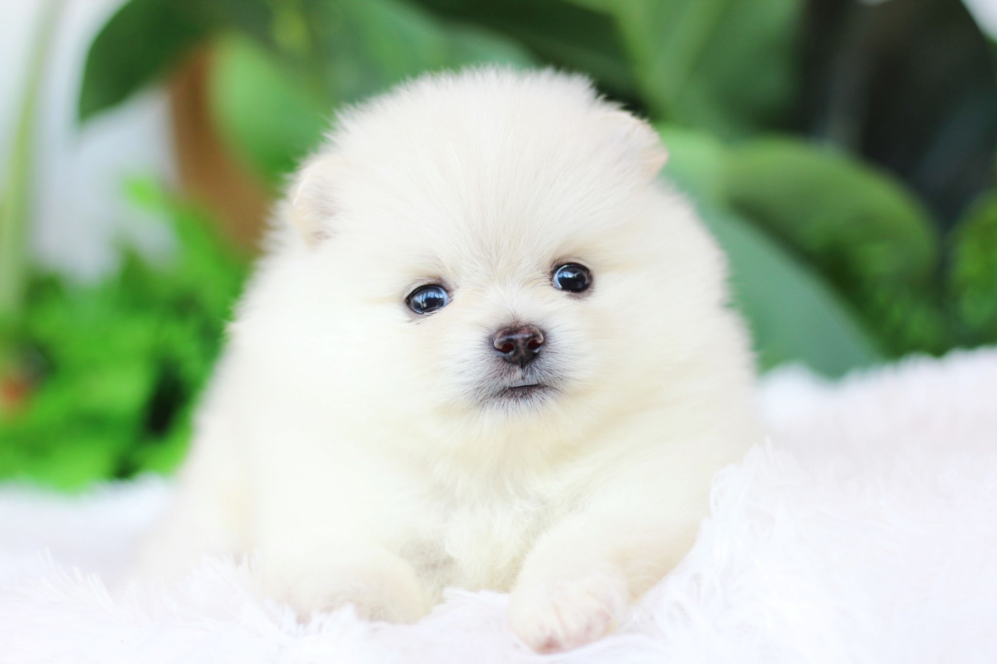 ปอมเมอเรเนียน เพศเมียขาวครีม