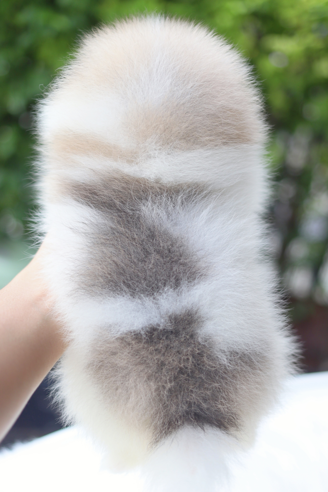 ปอมเมอเรเนียน เพศผู้สีแฟนซี