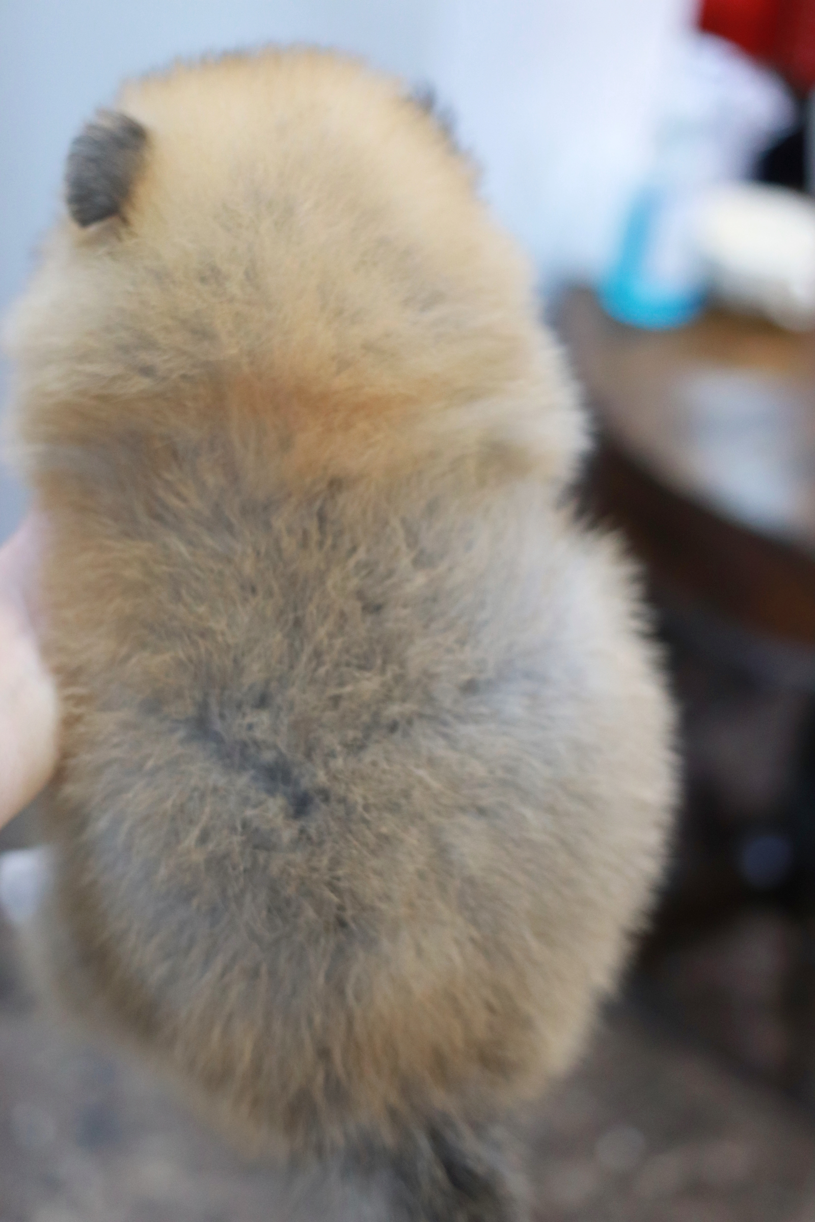 ปอมเมอเรเนียน เพศเมีย