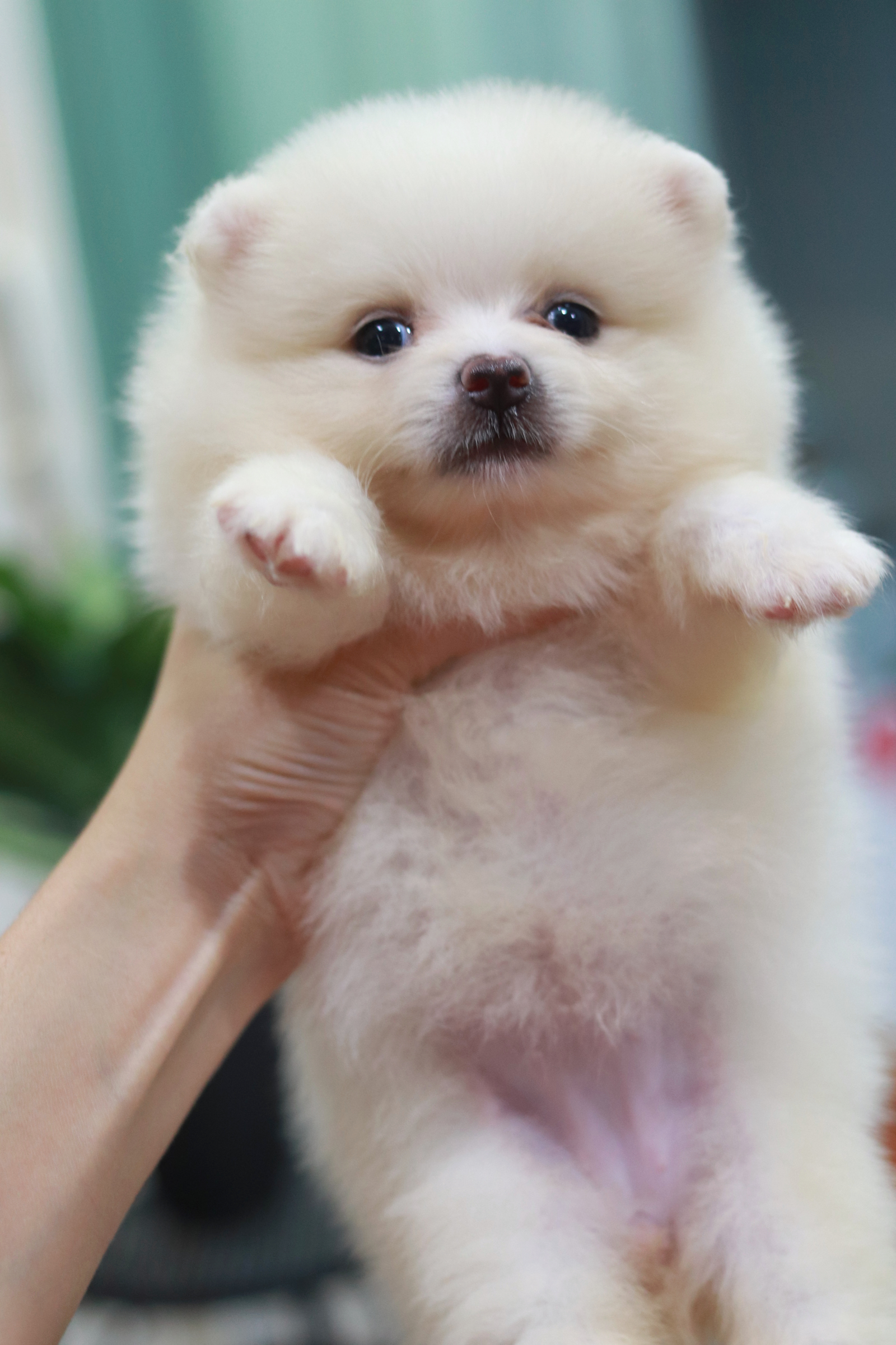 ปอมเมอเรเนียน เพศเมีย สีขาว