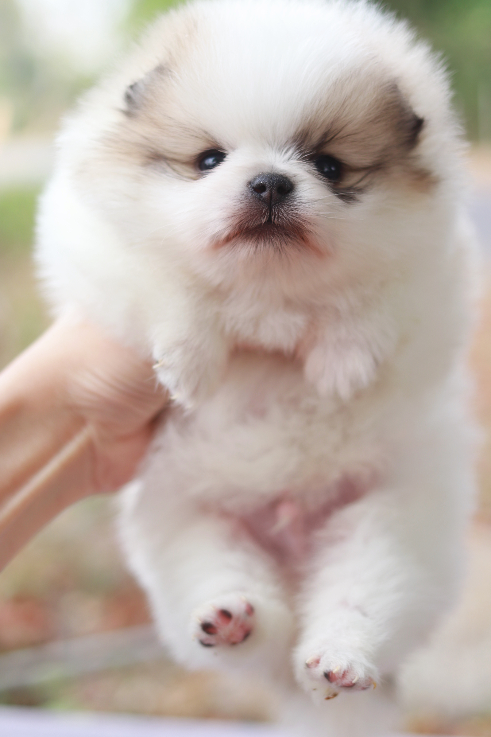 ปอมเมอเรเนียน เพศผู้ แฟนซี